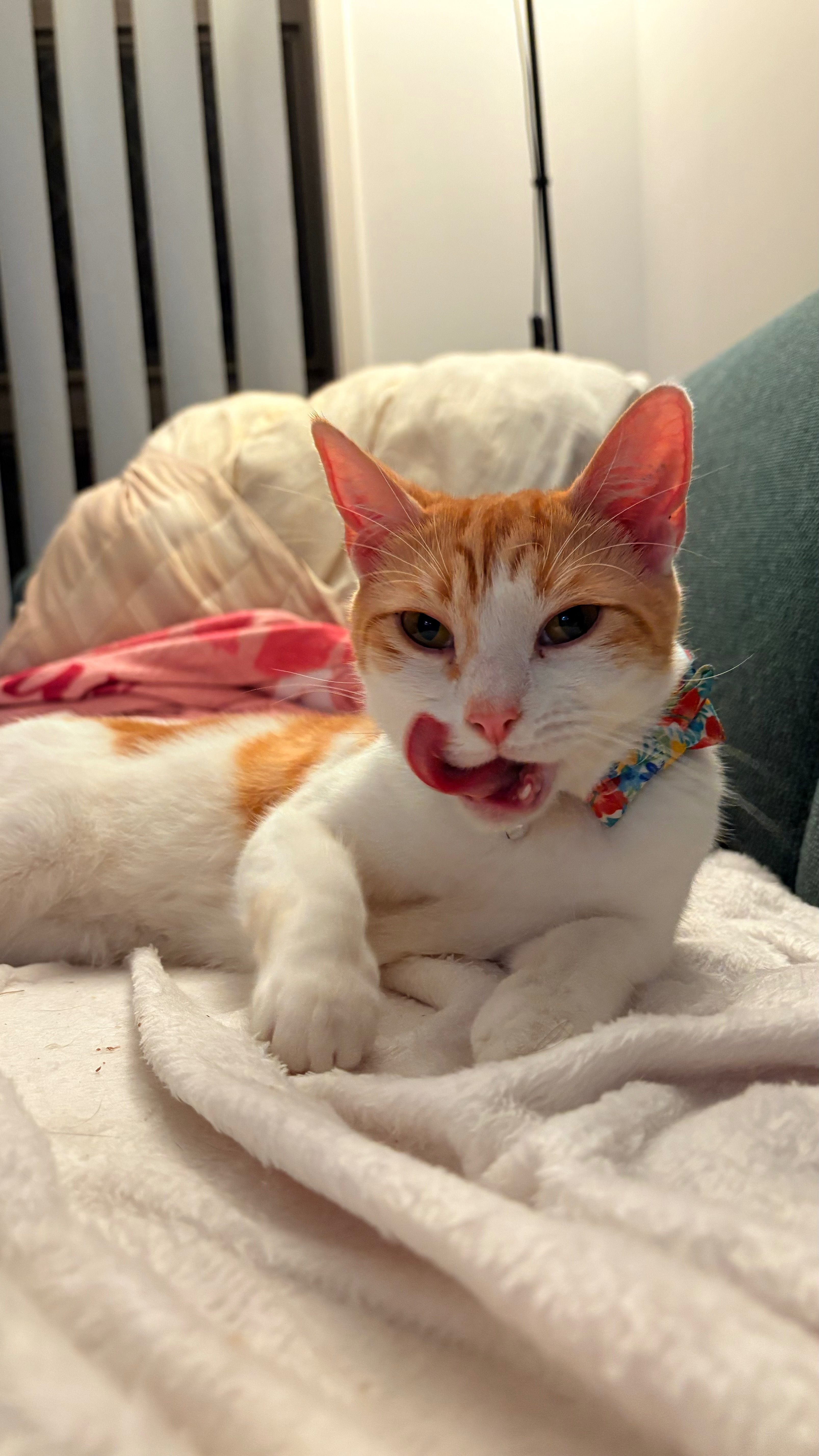 Freddie's New Year's Day emergency Surgery campaign photo, 2 of 5