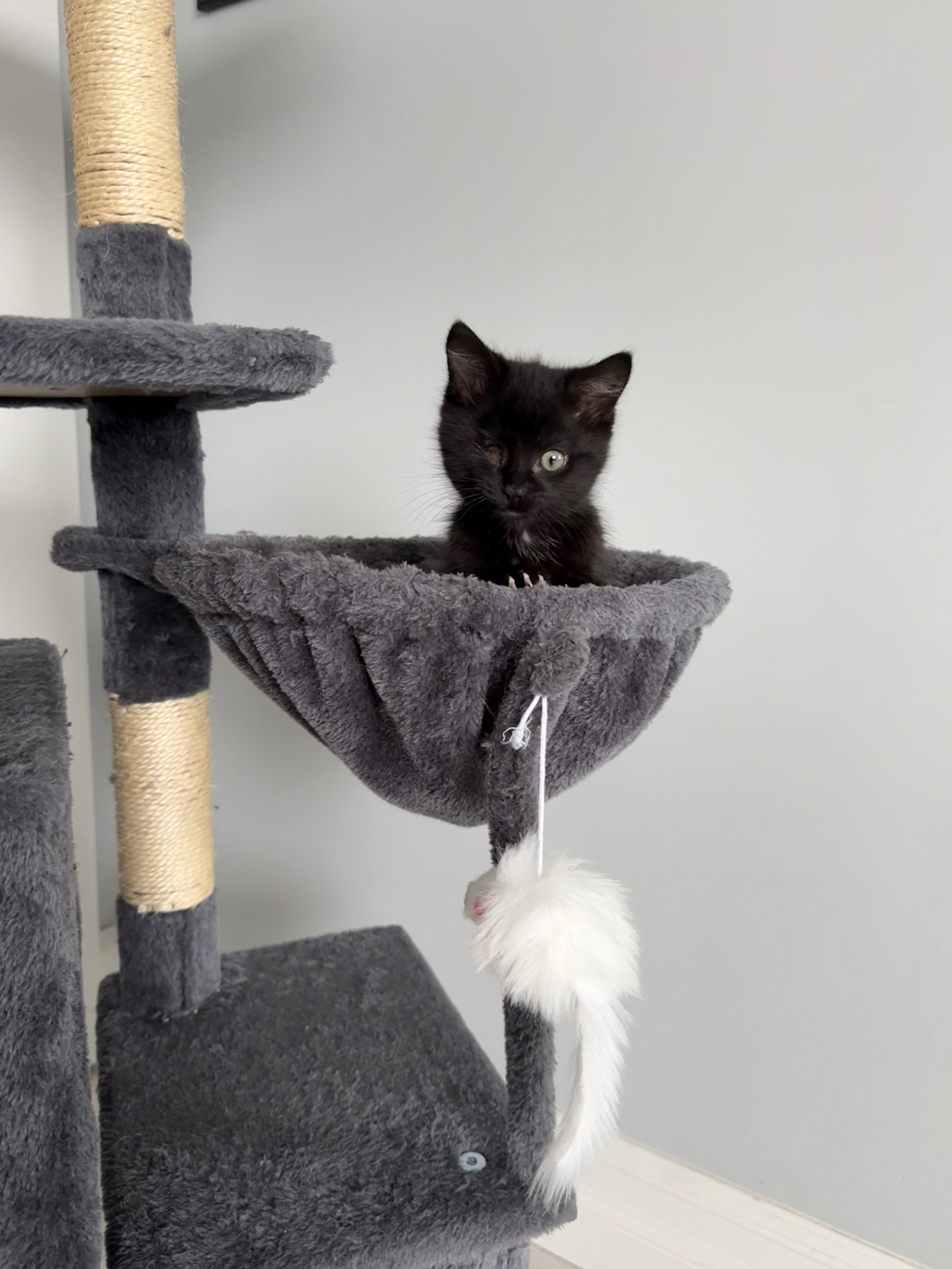 Harvi’s Enucleation Surgery Fund campaign photo, 2 of 7