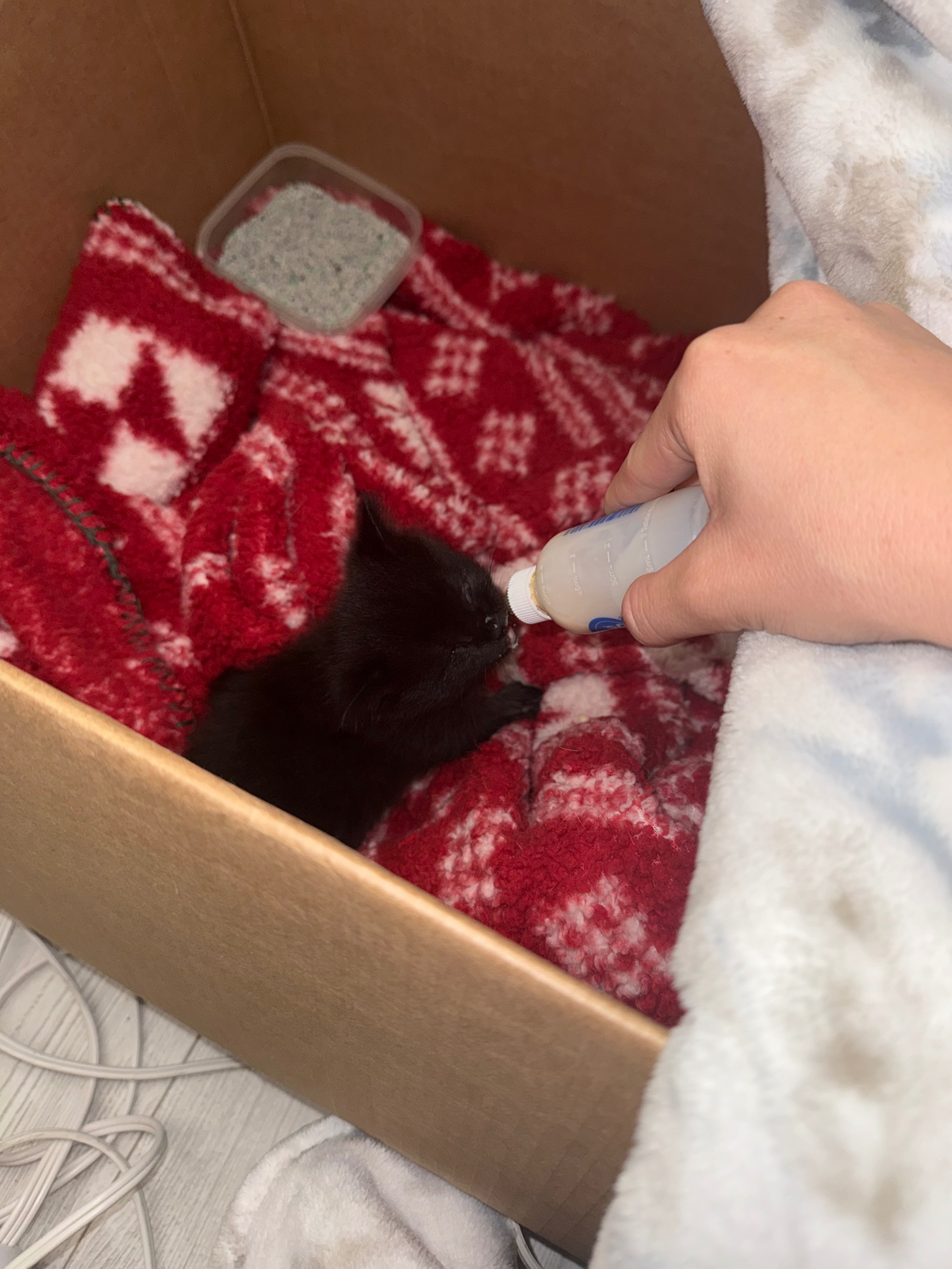 Harvi’s Enucleation Surgery Fund campaign photo, 4 of 7