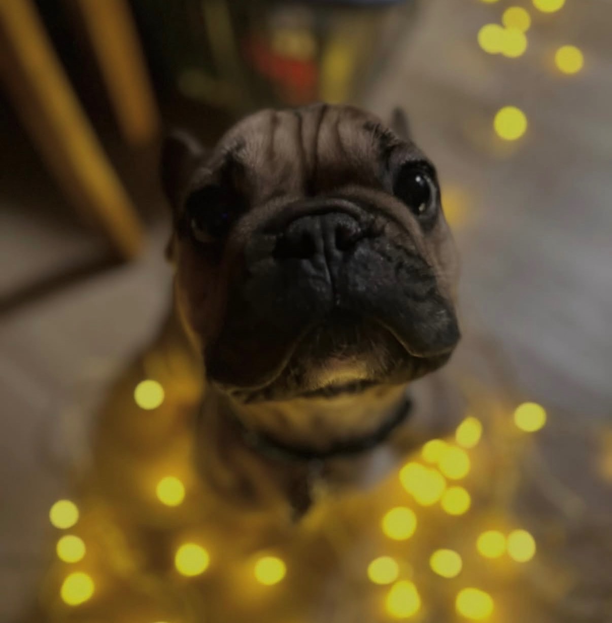 Help needed for spinal surgery for our Frankie campaign photo, 7 of 8