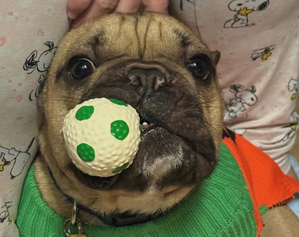 Help needed for spinal surgery for our Frankie campaign photo, 2 of 8