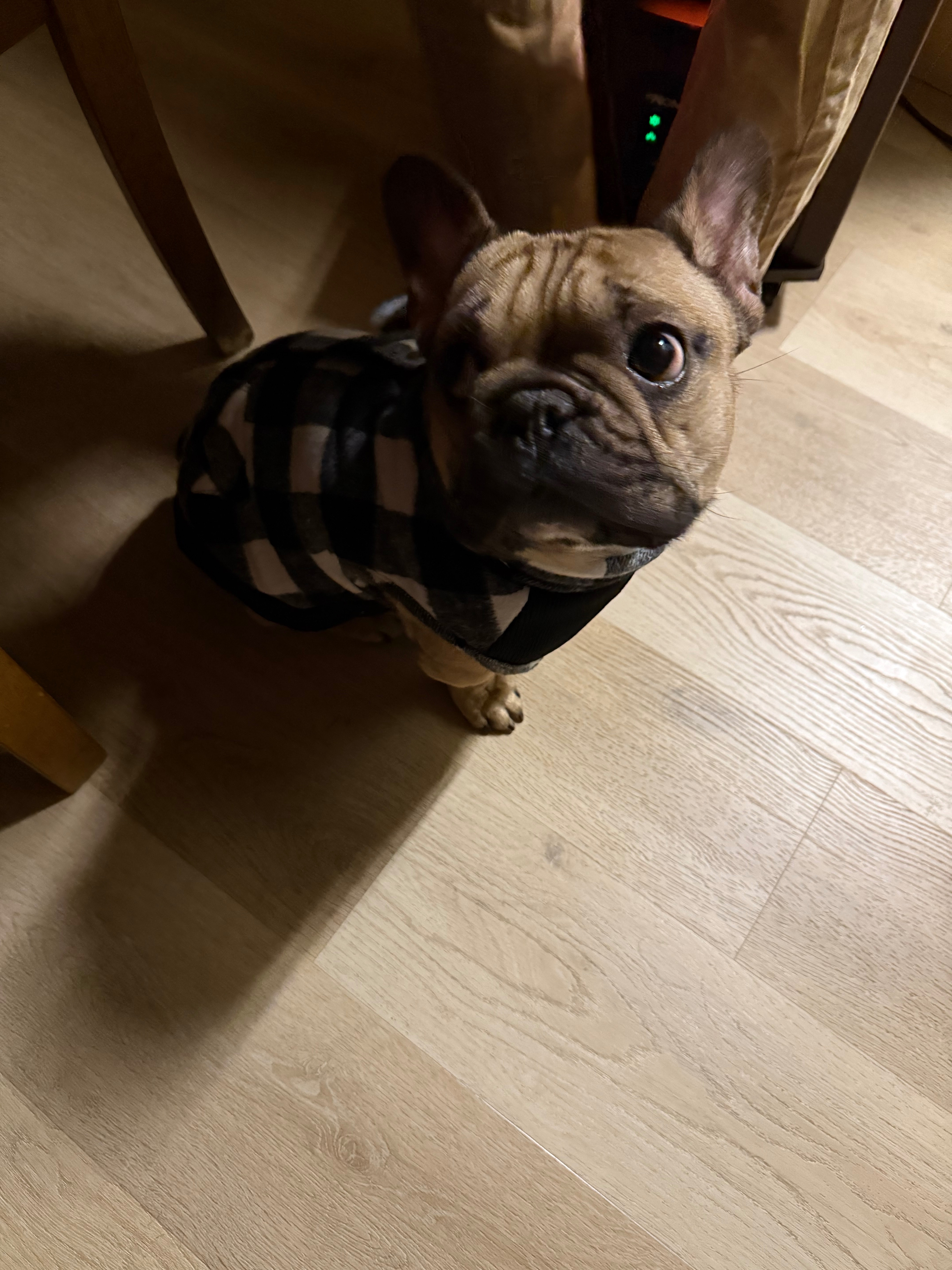 Help needed for spinal surgery for our Frankie campaign photo, 5 of 8