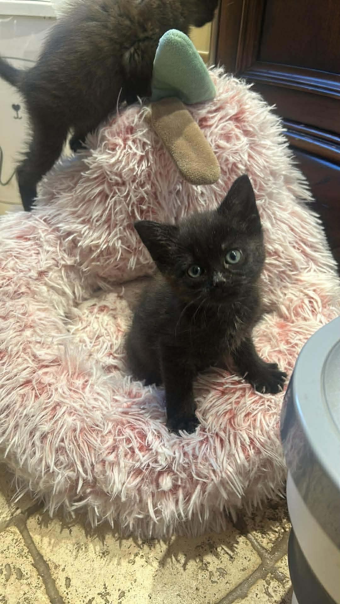 Adoption campaign photo, 2 of 5