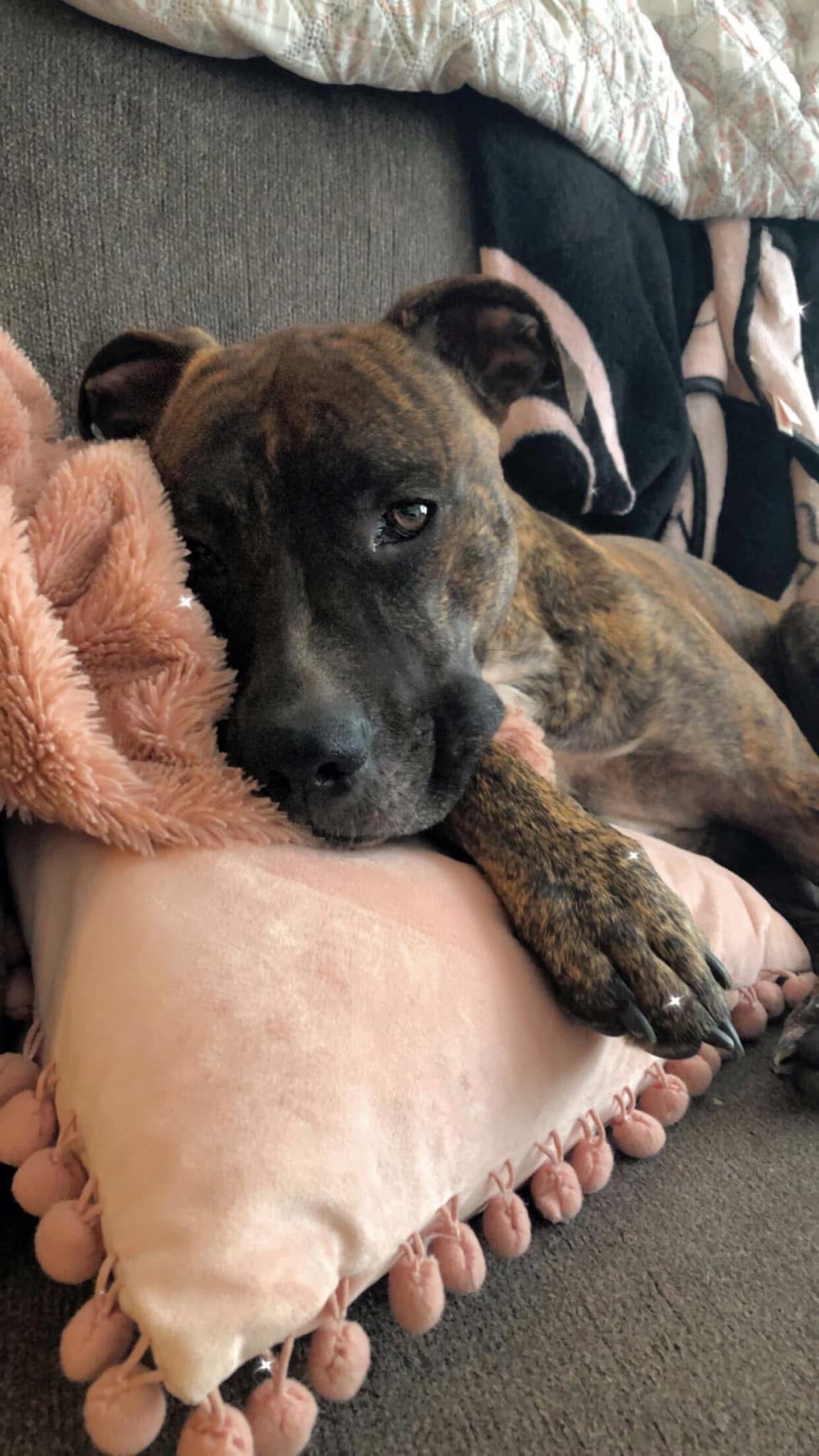 Help Zuri With Life Saving Surgery campaign photo, 6 of 6