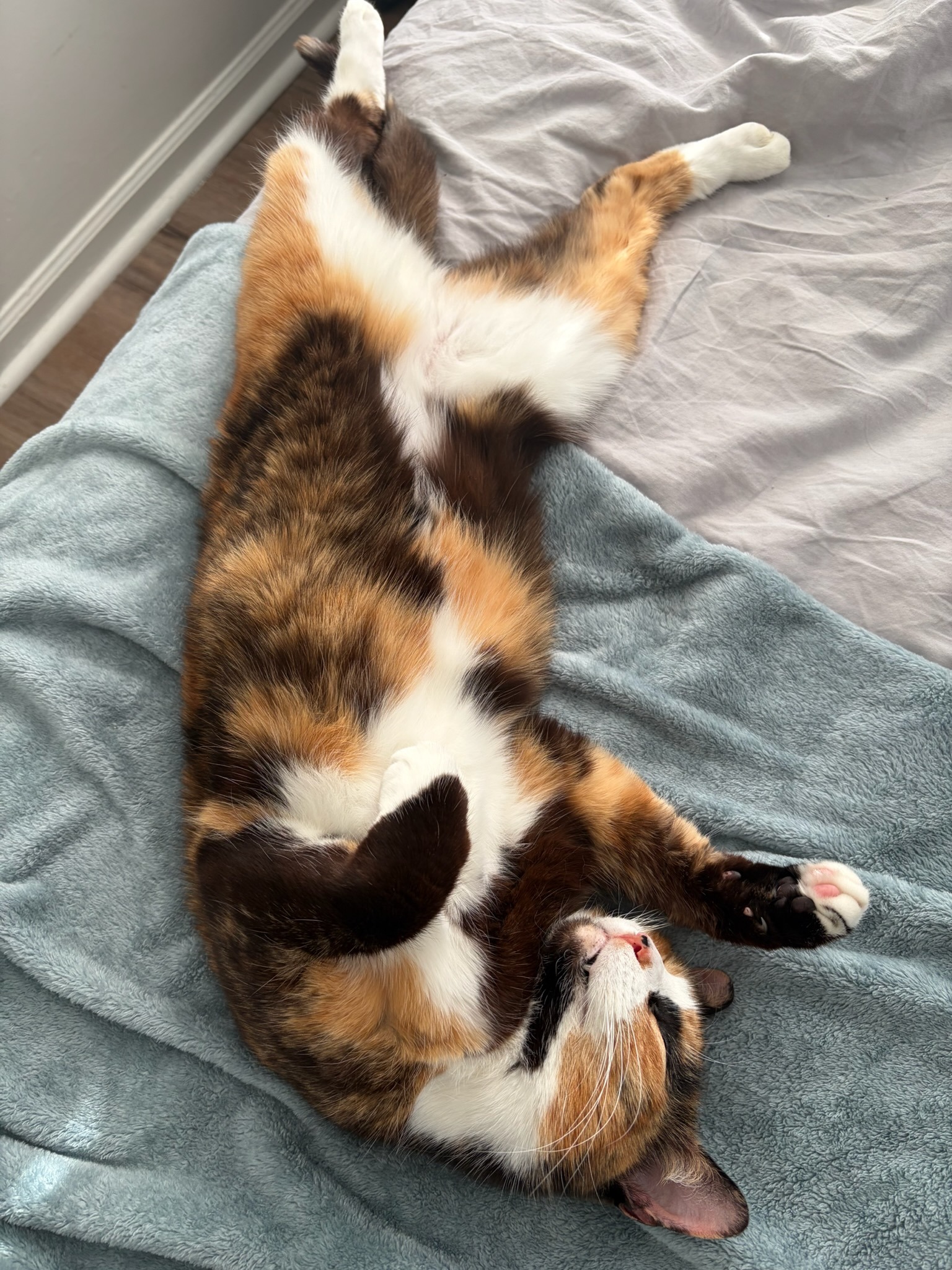 Help Gravy get her dental care campaign photo, 5 of 6