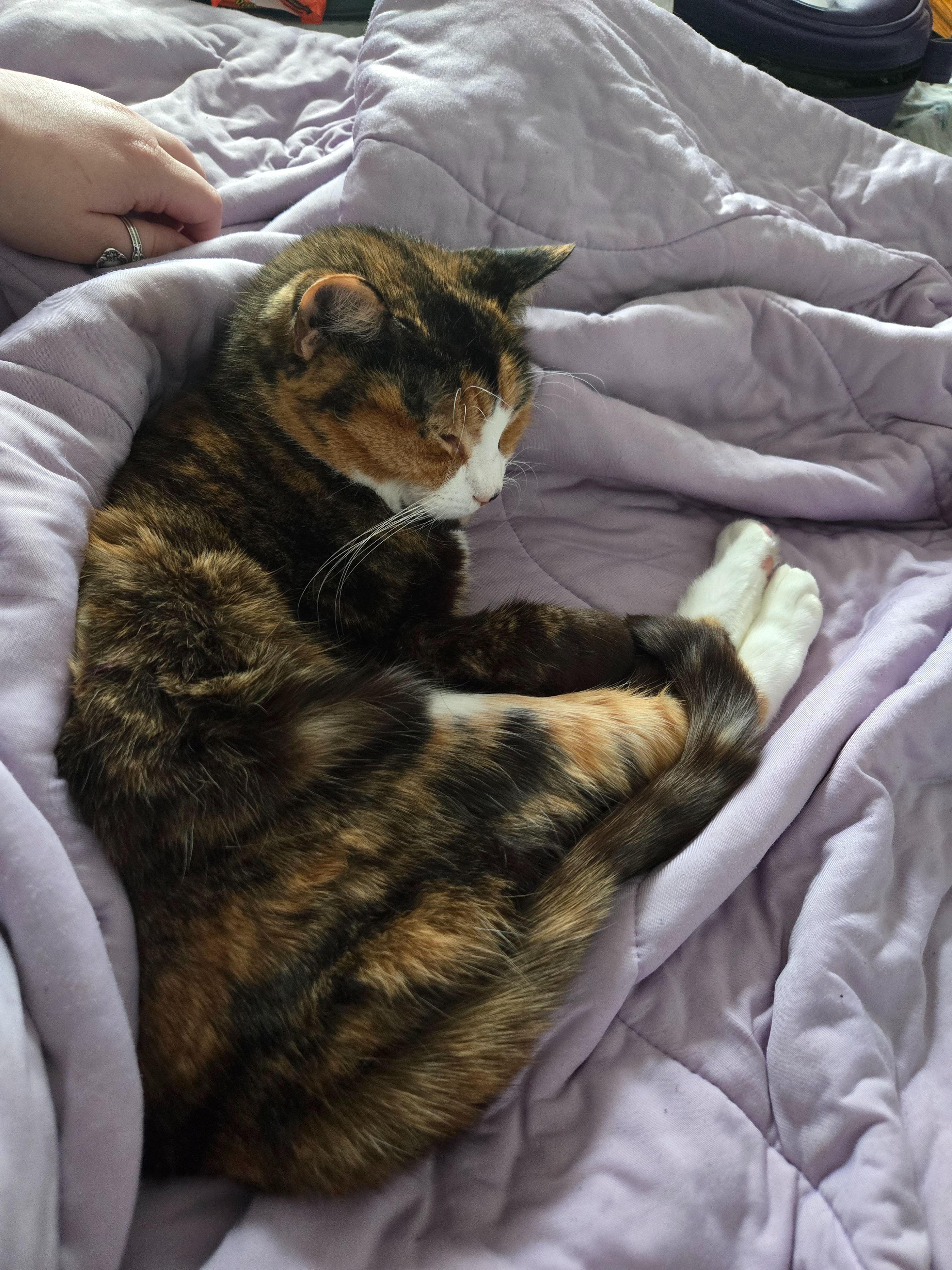 Help Gravy get her dental care campaign photo, 2 of 6