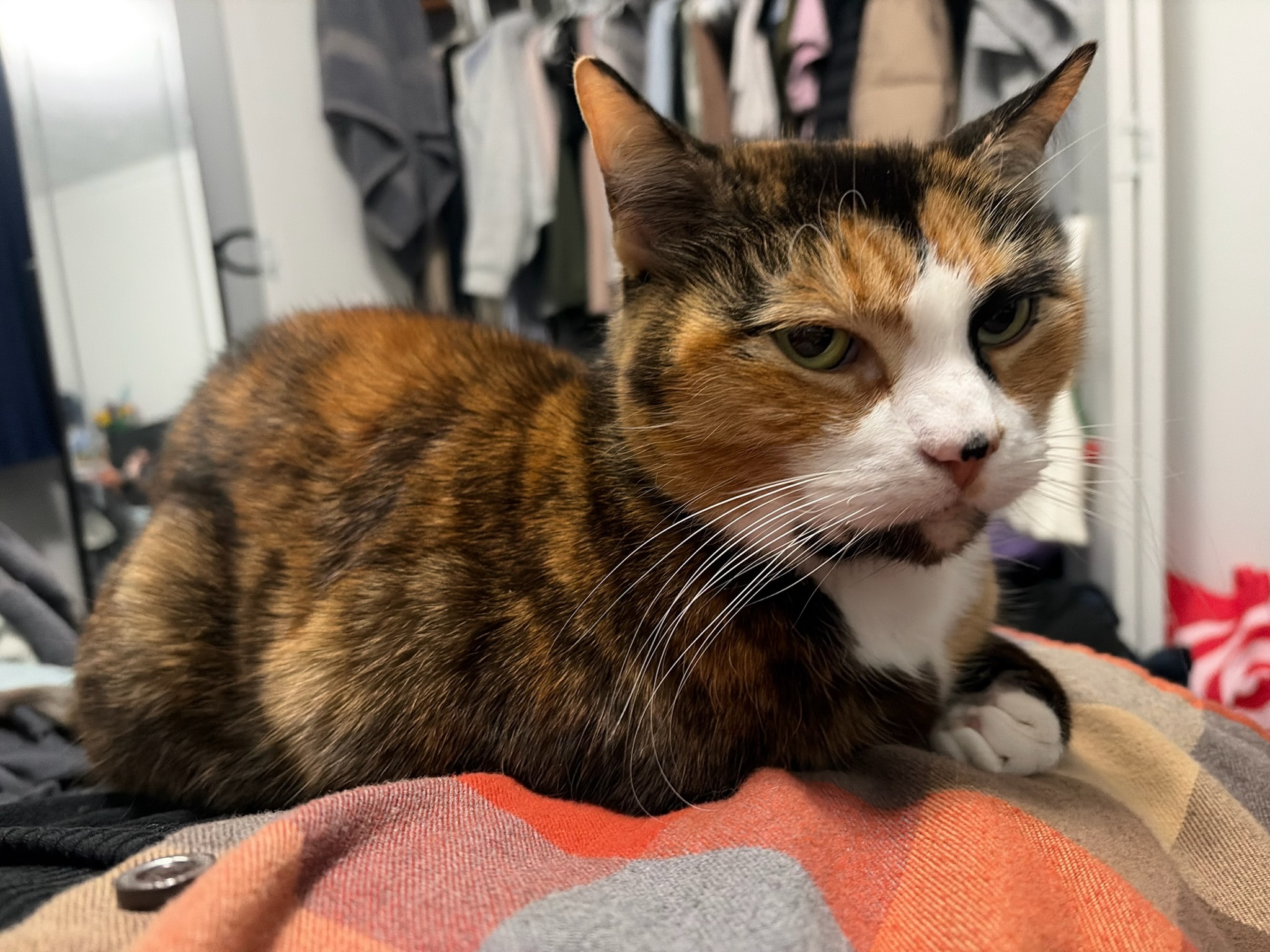 Help Gravy get her dental care campaign photo, 4 of 6