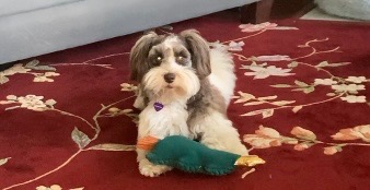 Support Rheatte and Robert After the Tragic Loss of Bella campaign photo, 4 of 5