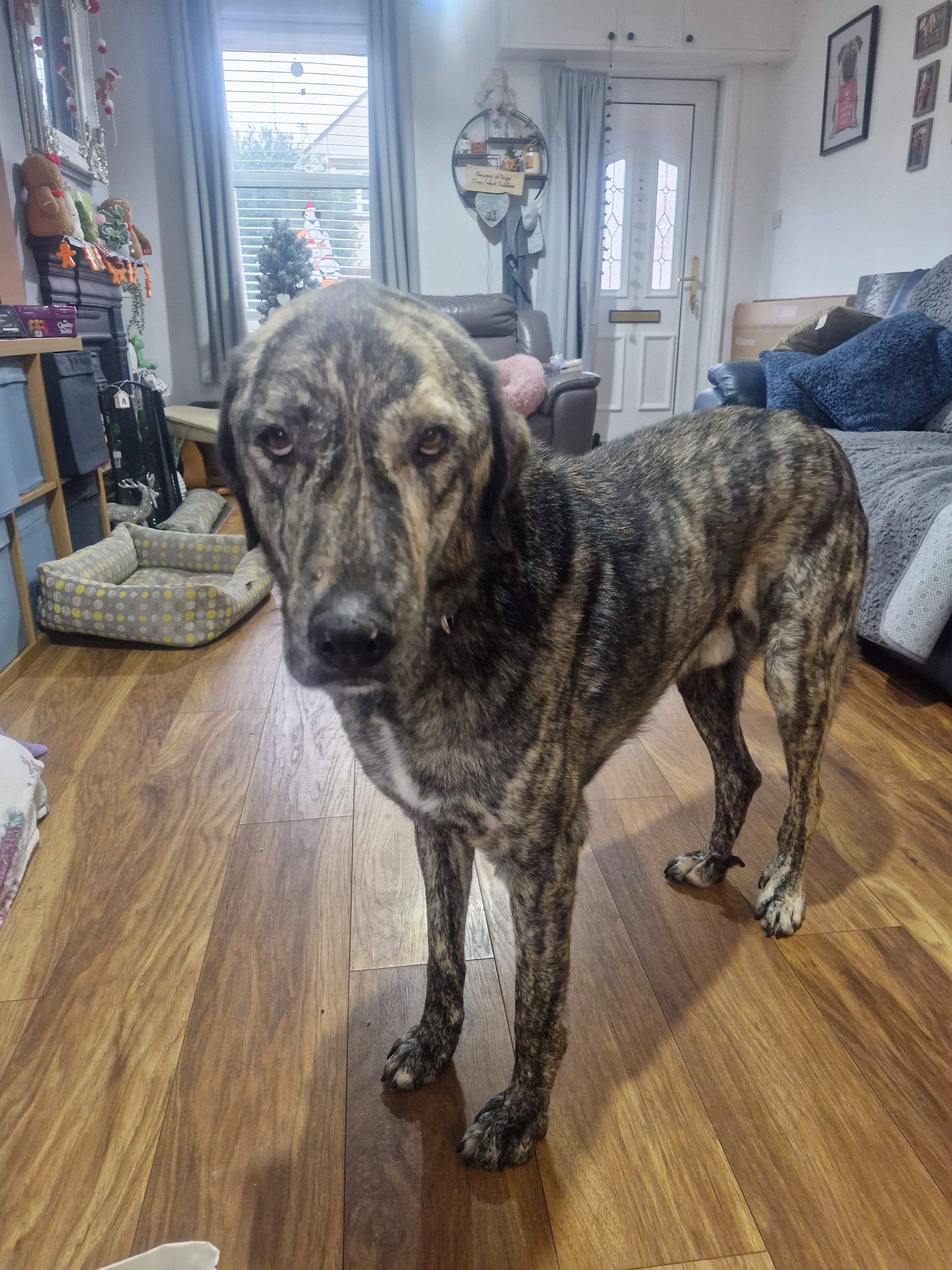 Help with max vet bills campaign photo, 2 of 5