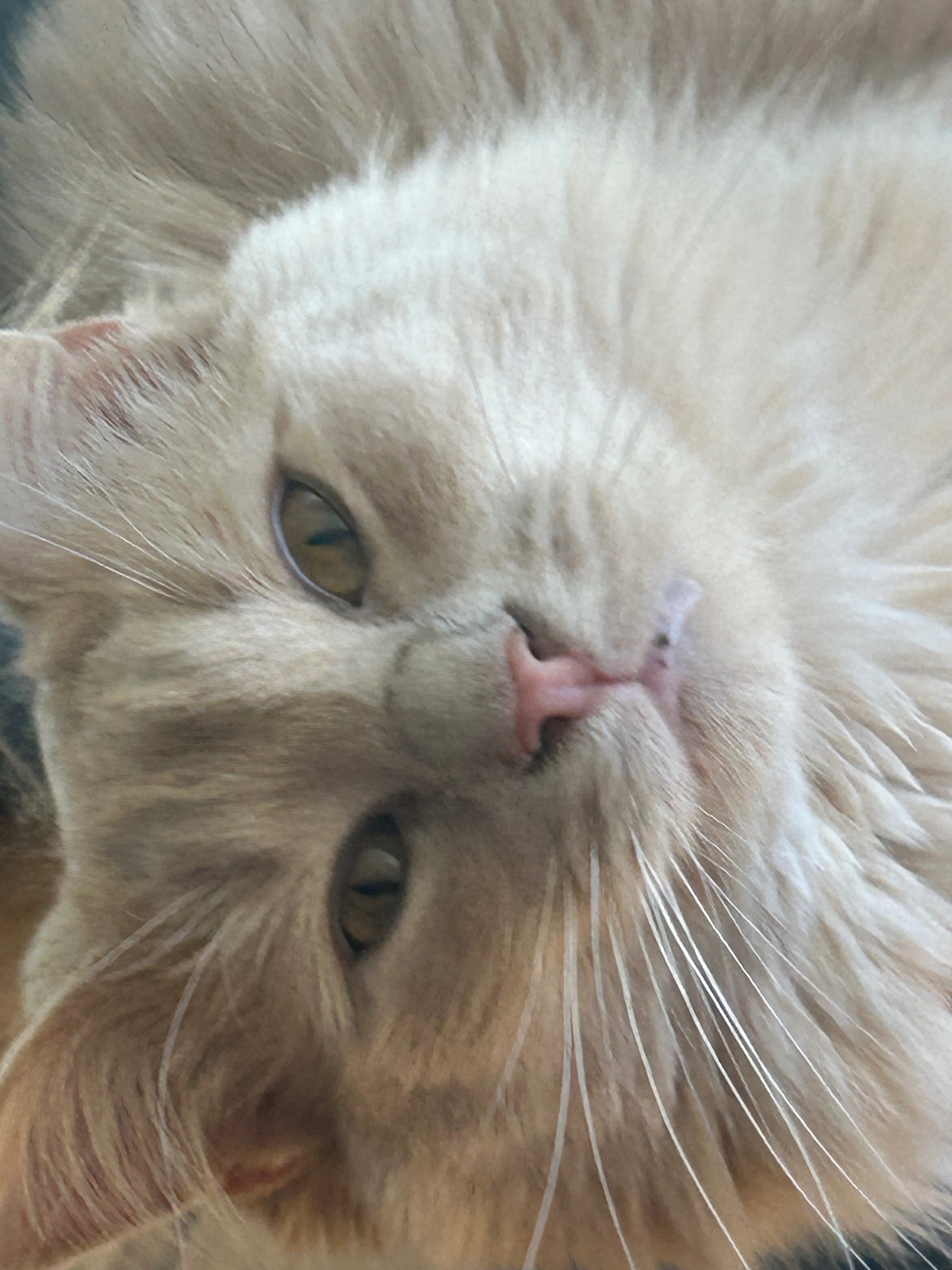 Help Sebastian Recover from Emergency Vet Care campaign photo, 7 of 8