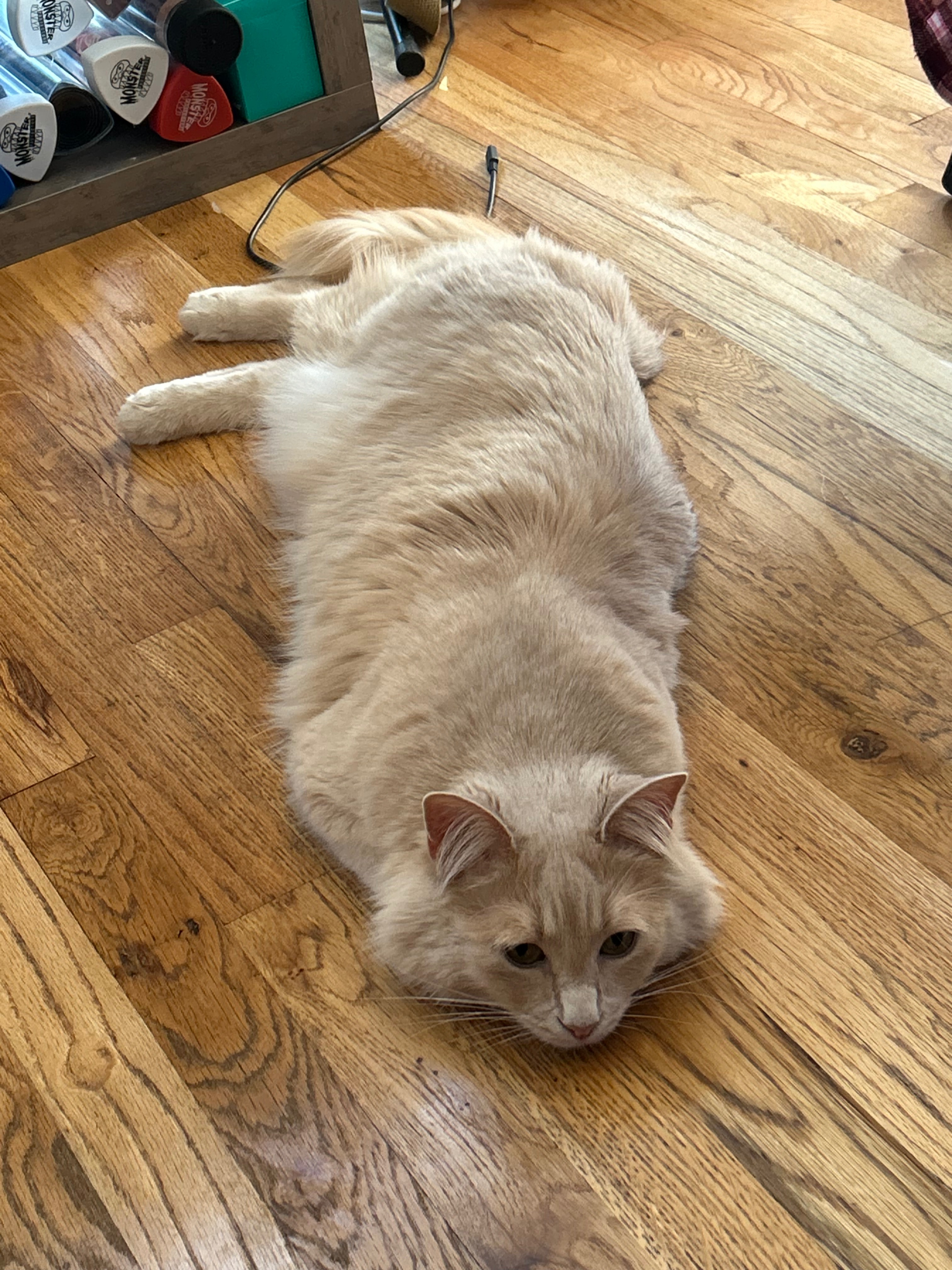 Help Sebastian Recover from Emergency Vet Care campaign photo, 2 of 8