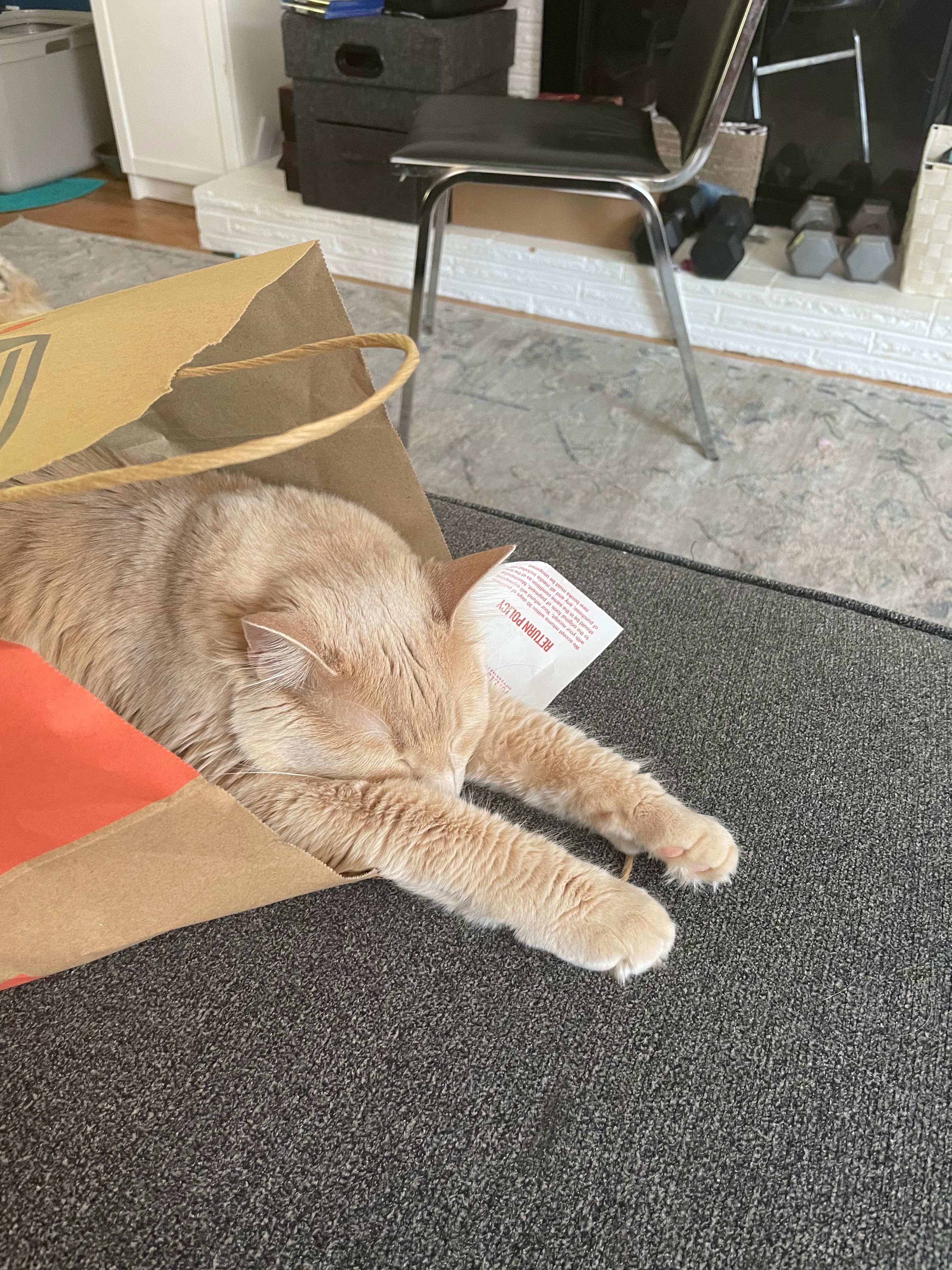 Help Sebastian Recover from Emergency Vet Care campaign photo, 4 of 8