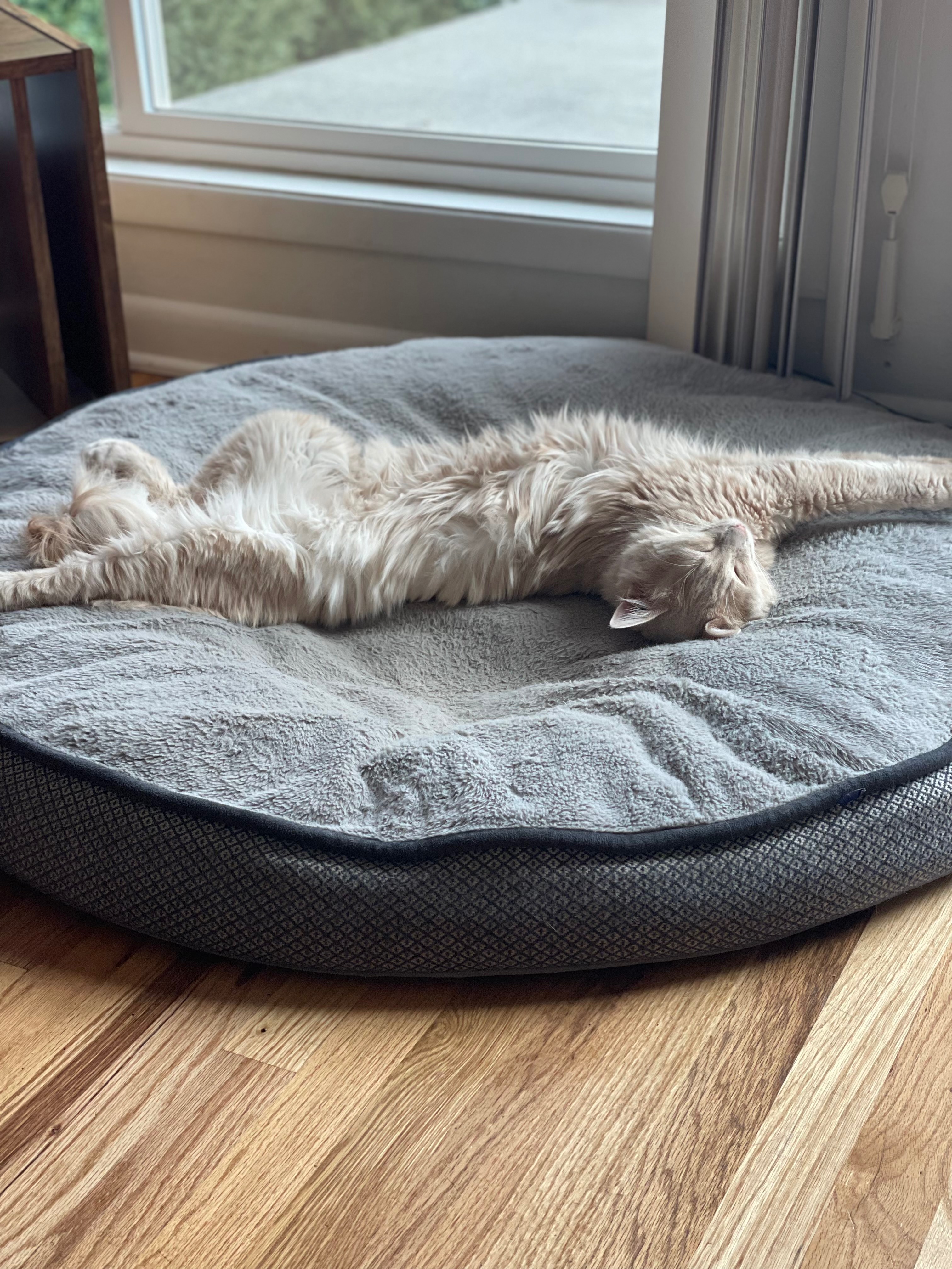 Help Sebastian Recover from Emergency Vet Care campaign photo, 5 of 8
