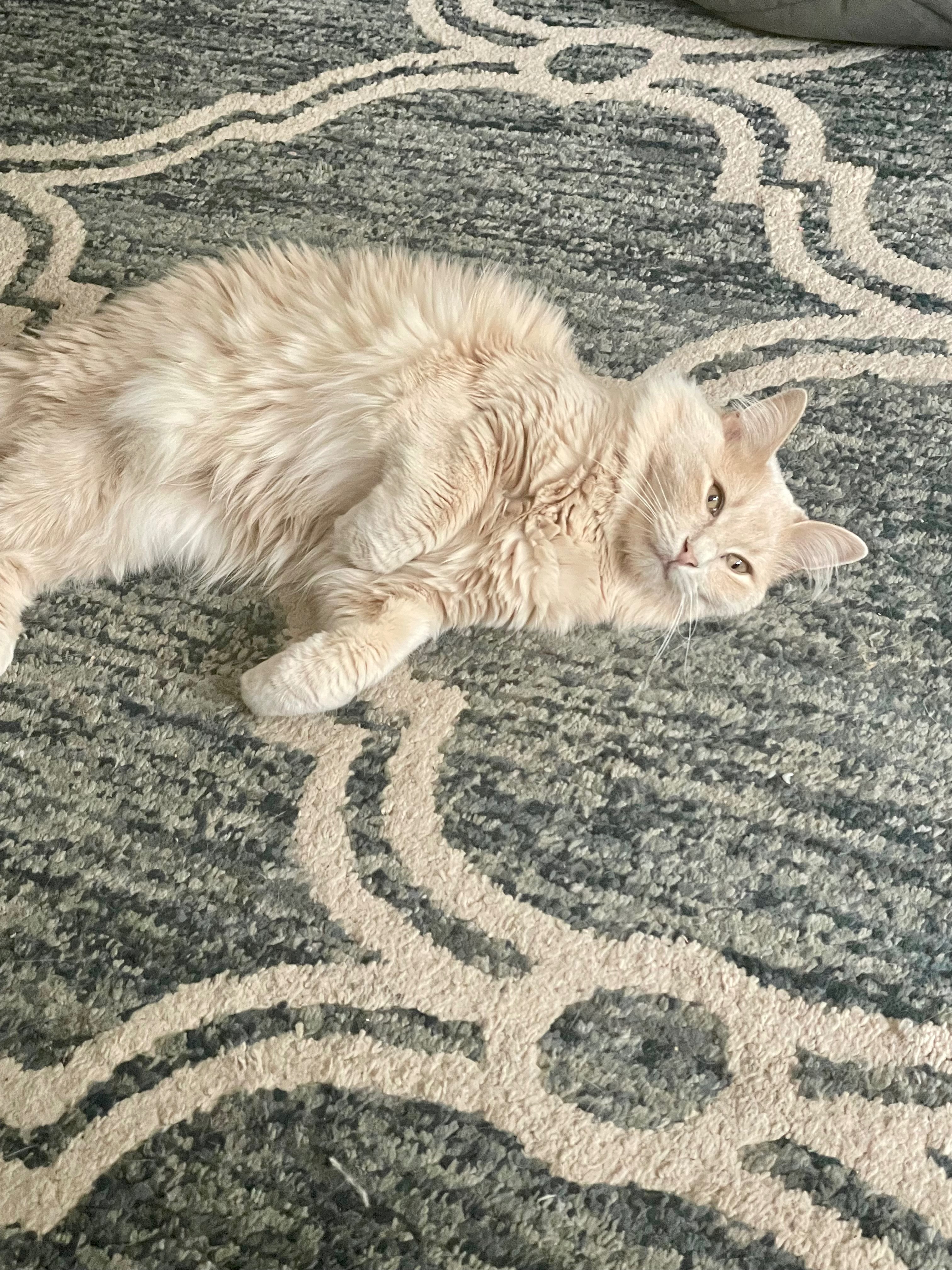 Help Sebastian Recover from Emergency Vet Care campaign photo, 6 of 8