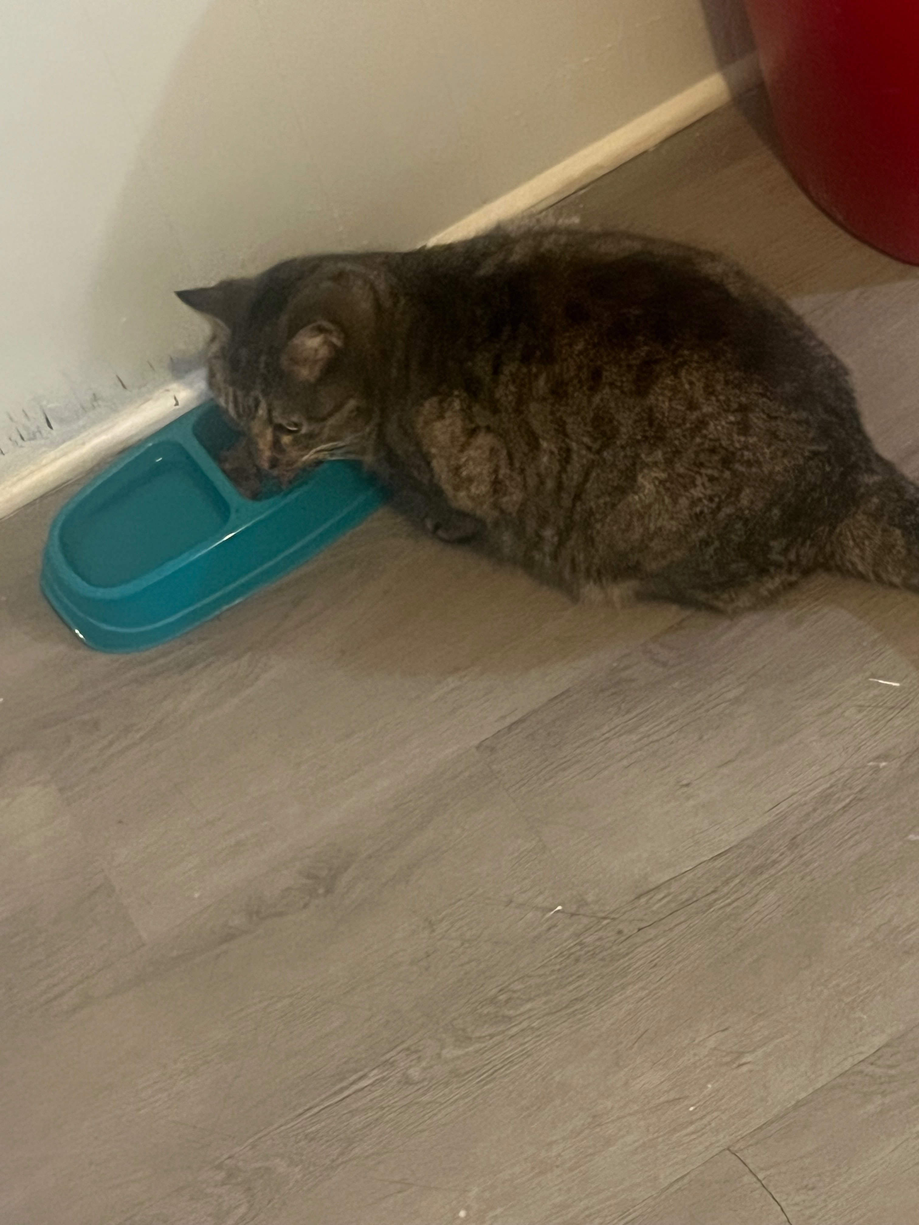 Desperately Need Help for Sugar’s Respiratory Treatment campaign photo, 7 of 8