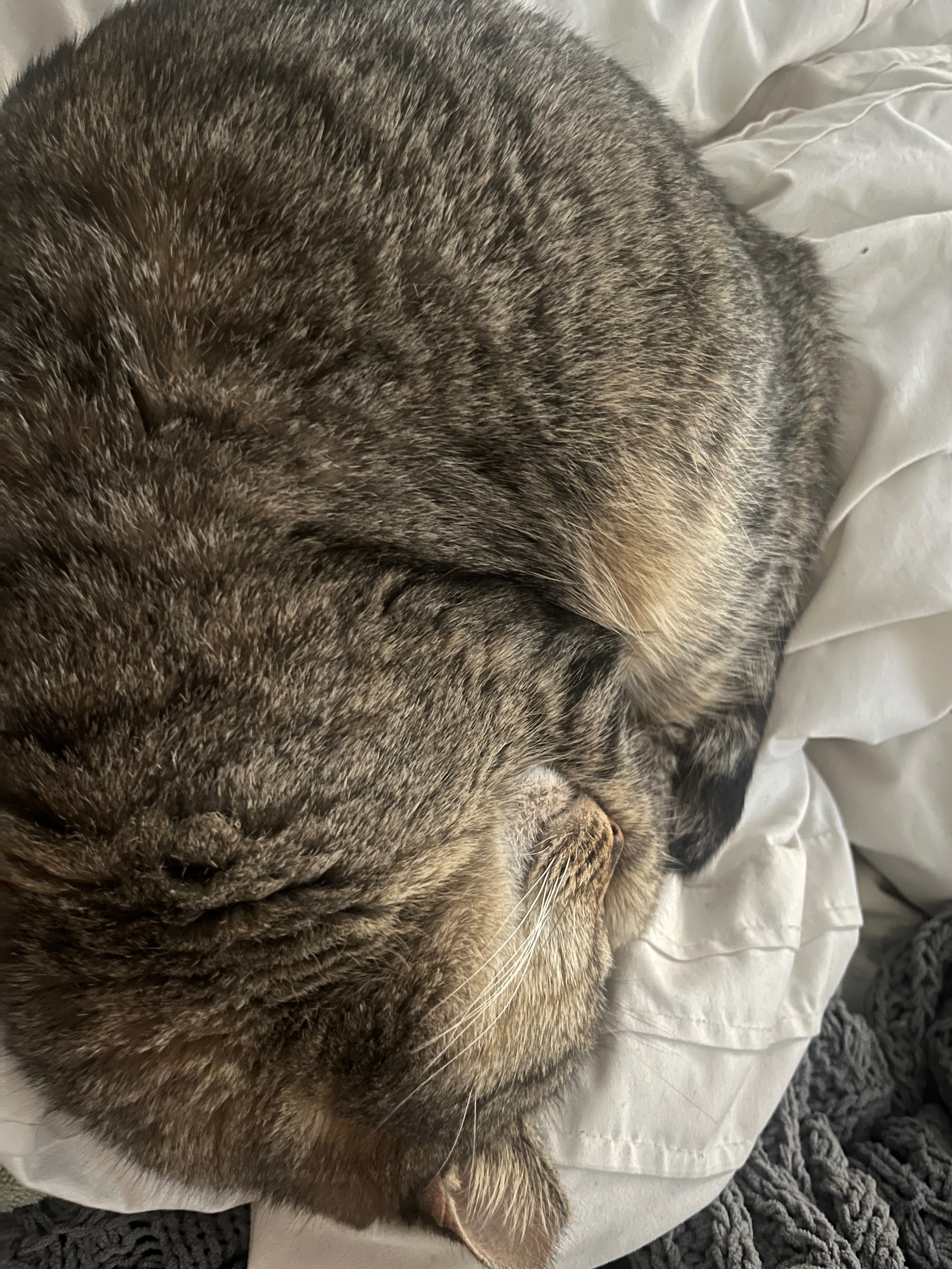 Desperately Need Help for Sugar’s Respiratory Treatment campaign photo, 6 of 8
