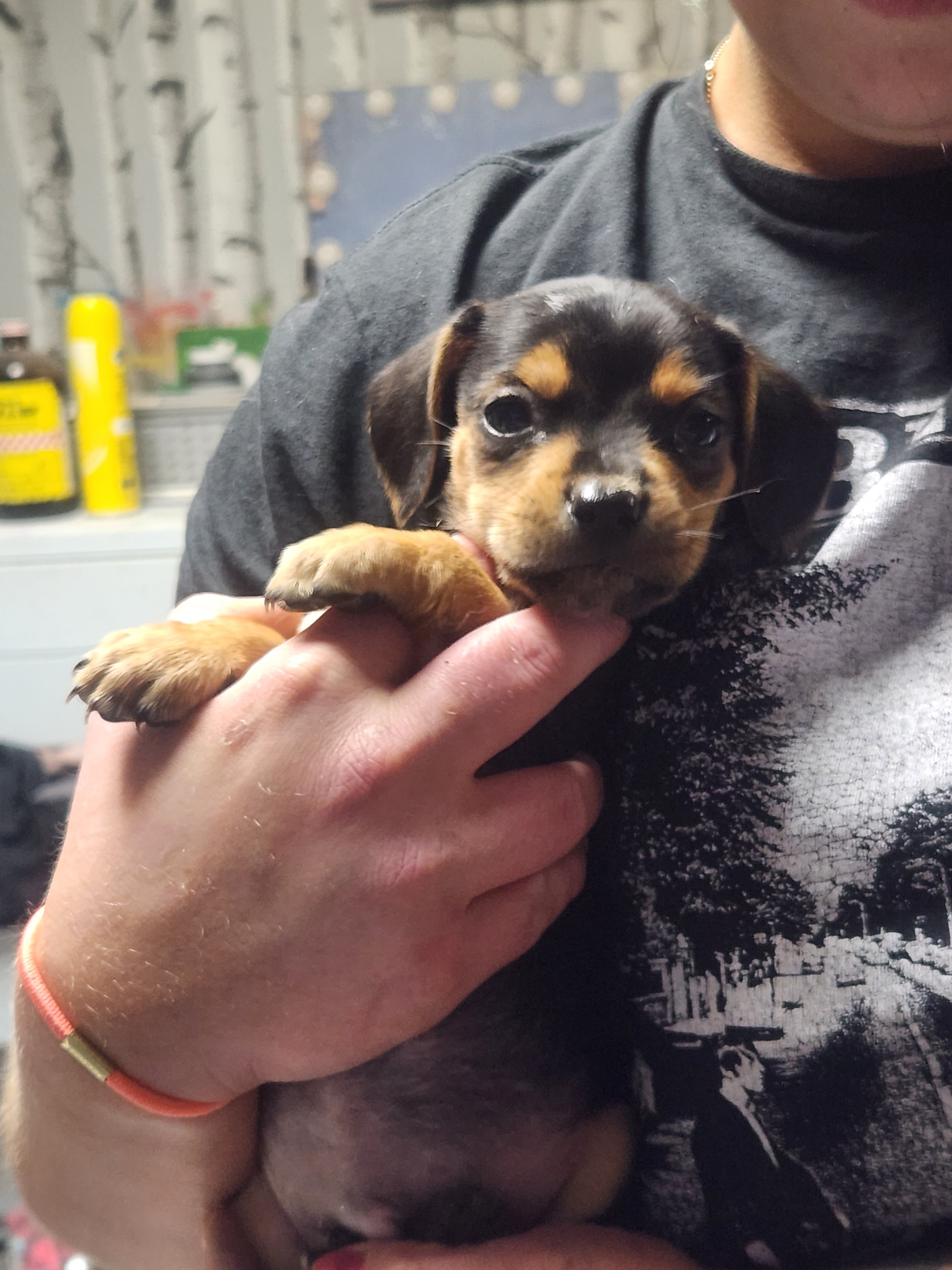 Help Gilbert Heal: Emergency Vet Care campaign photo, 2 of 7