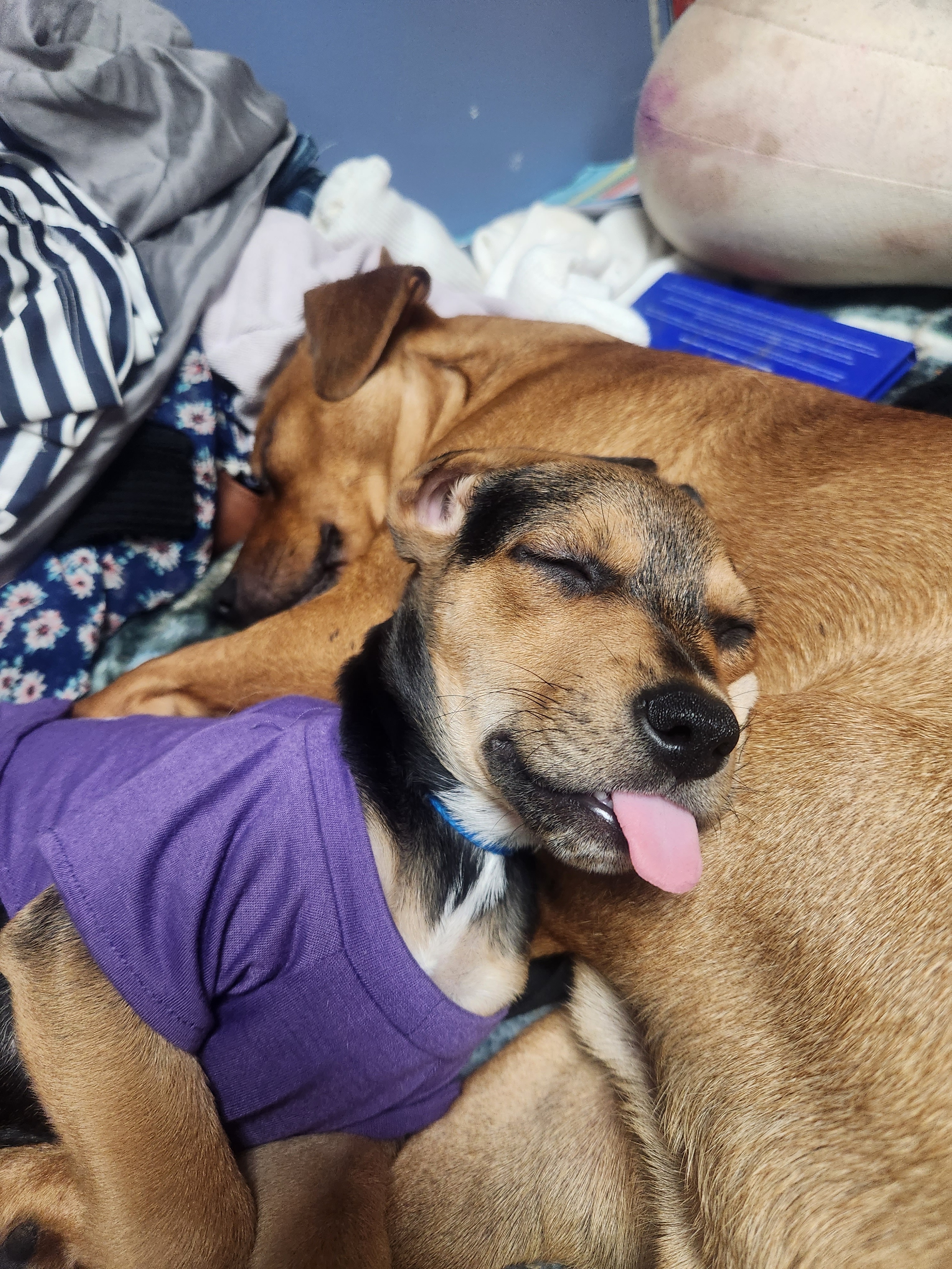 Help Gilbert Heal: Emergency Vet Care campaign photo, 5 of 7