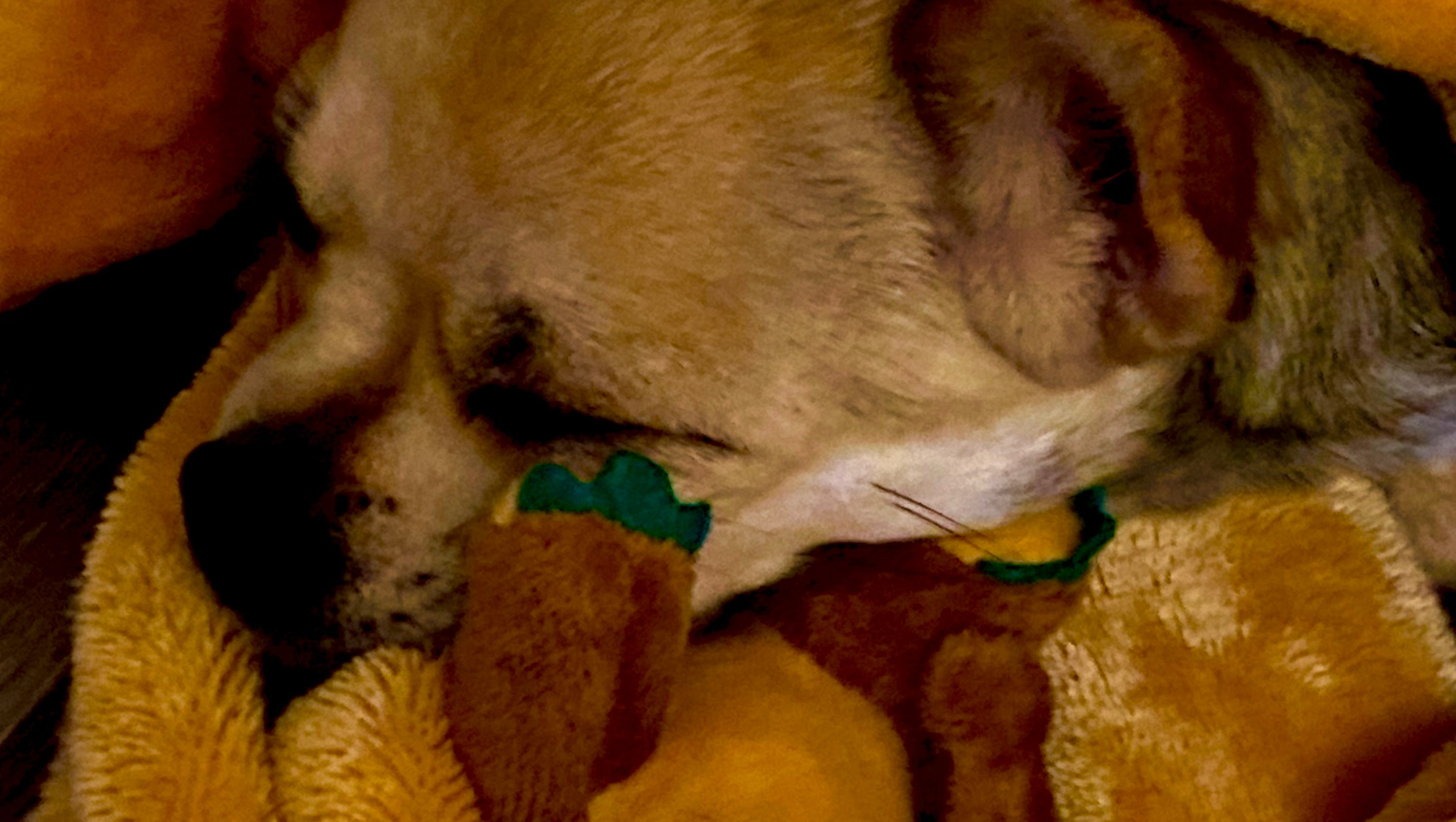 Taco Bear the Epileptic Potato Cub