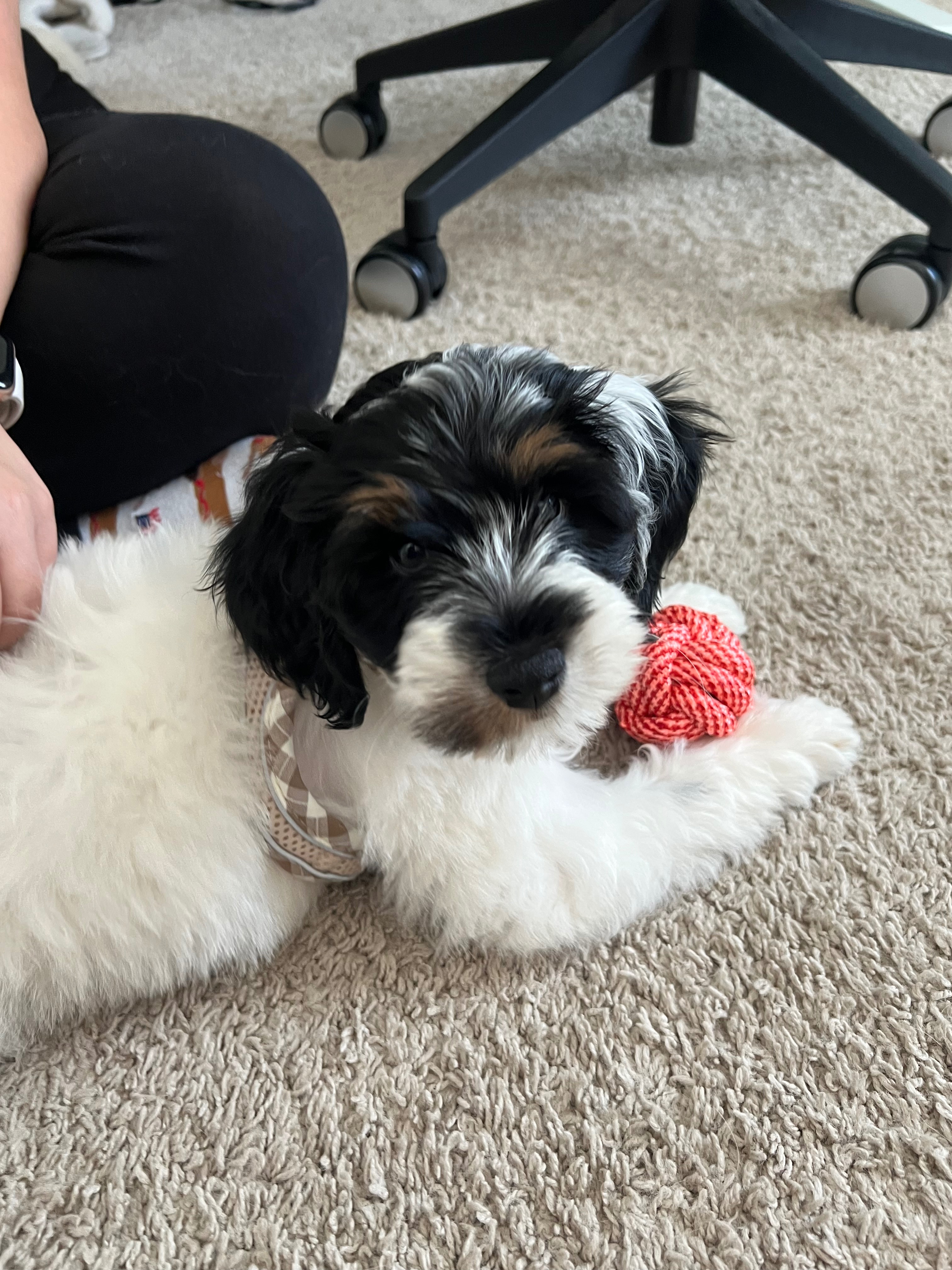 Help Winston With His Surgery campaign photo, 7 of 8