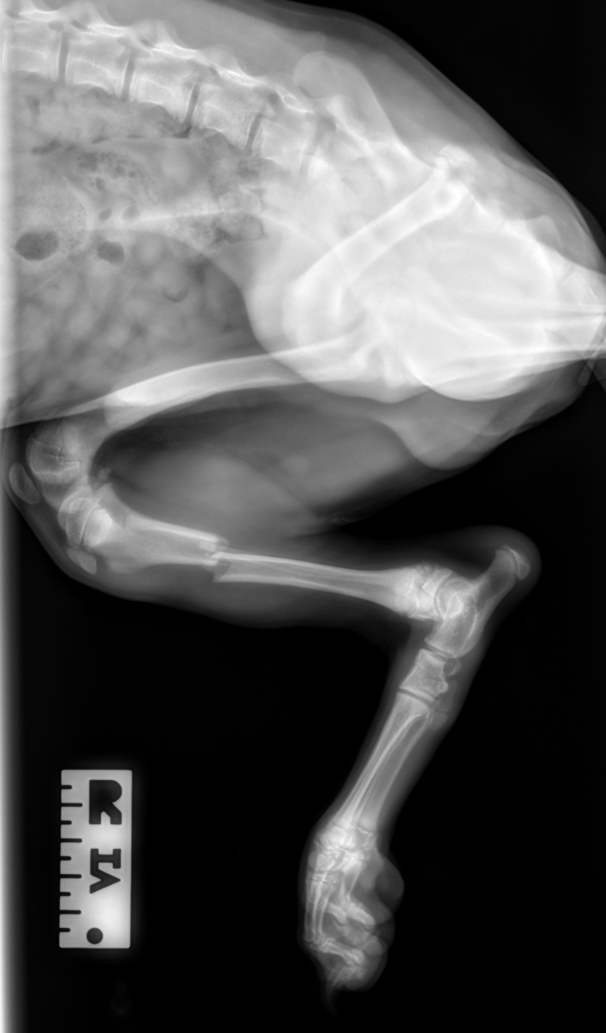 Help Winston With His Surgery campaign photo, 2 of 8