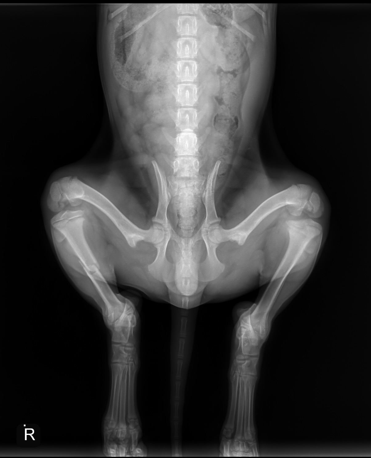 Help Winston With His Surgery campaign photo, 4 of 8