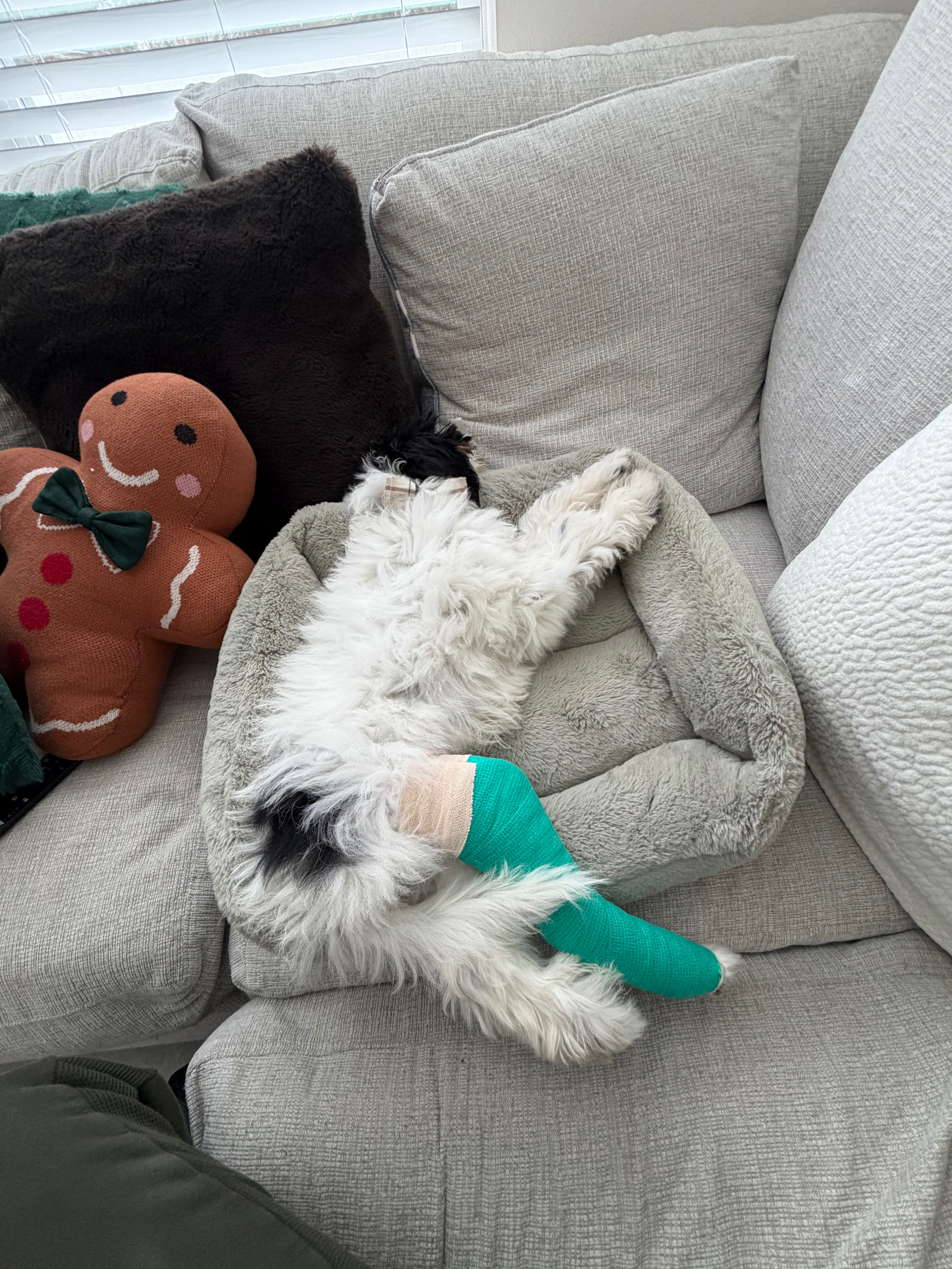 Help Winston With His Surgery campaign photo, 5 of 8