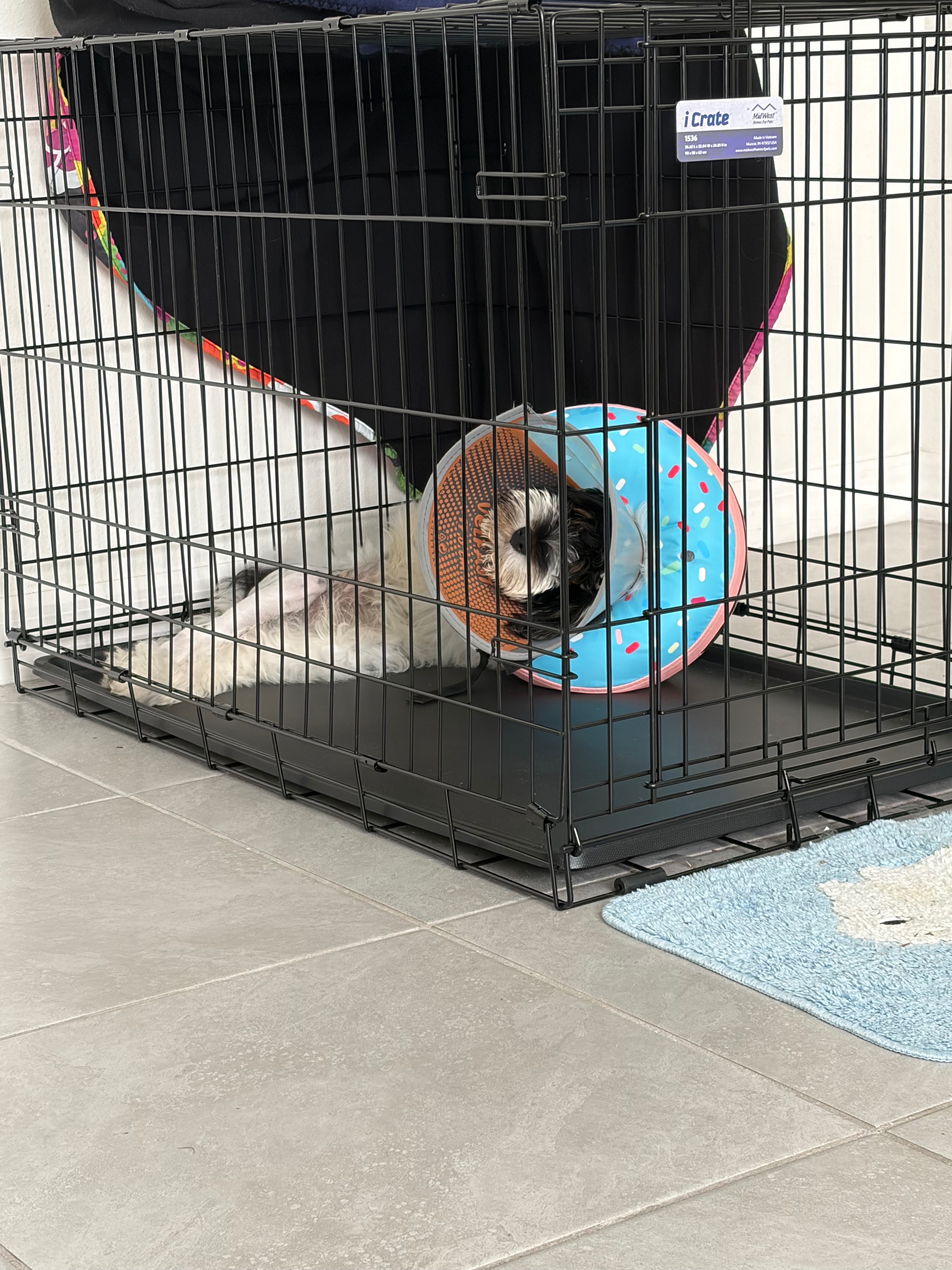 Help Winston With His Surgery campaign photo, 6 of 8