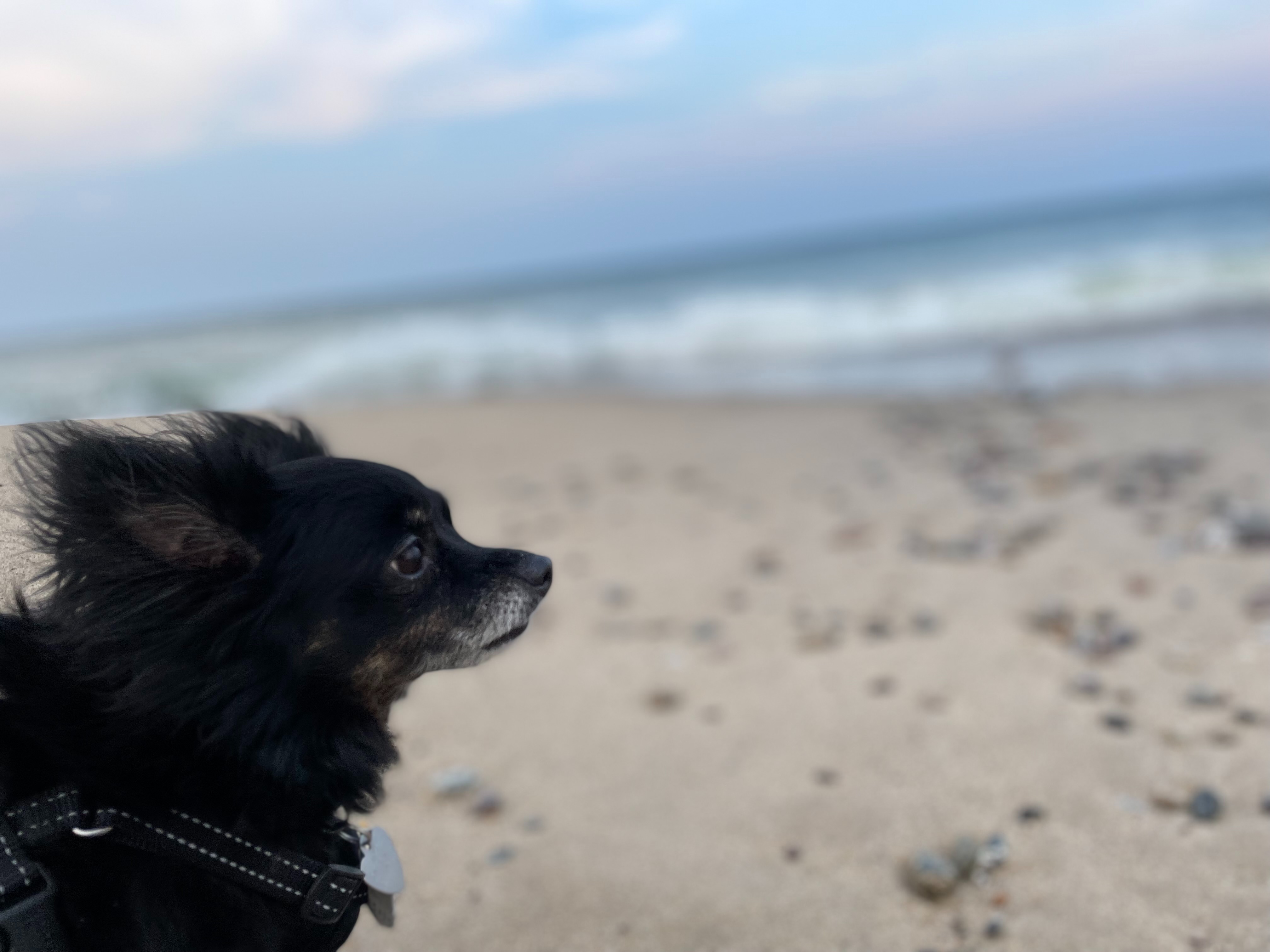 Help Roxy Get Life-Saving Surgery campaign photo, 7 of 7
