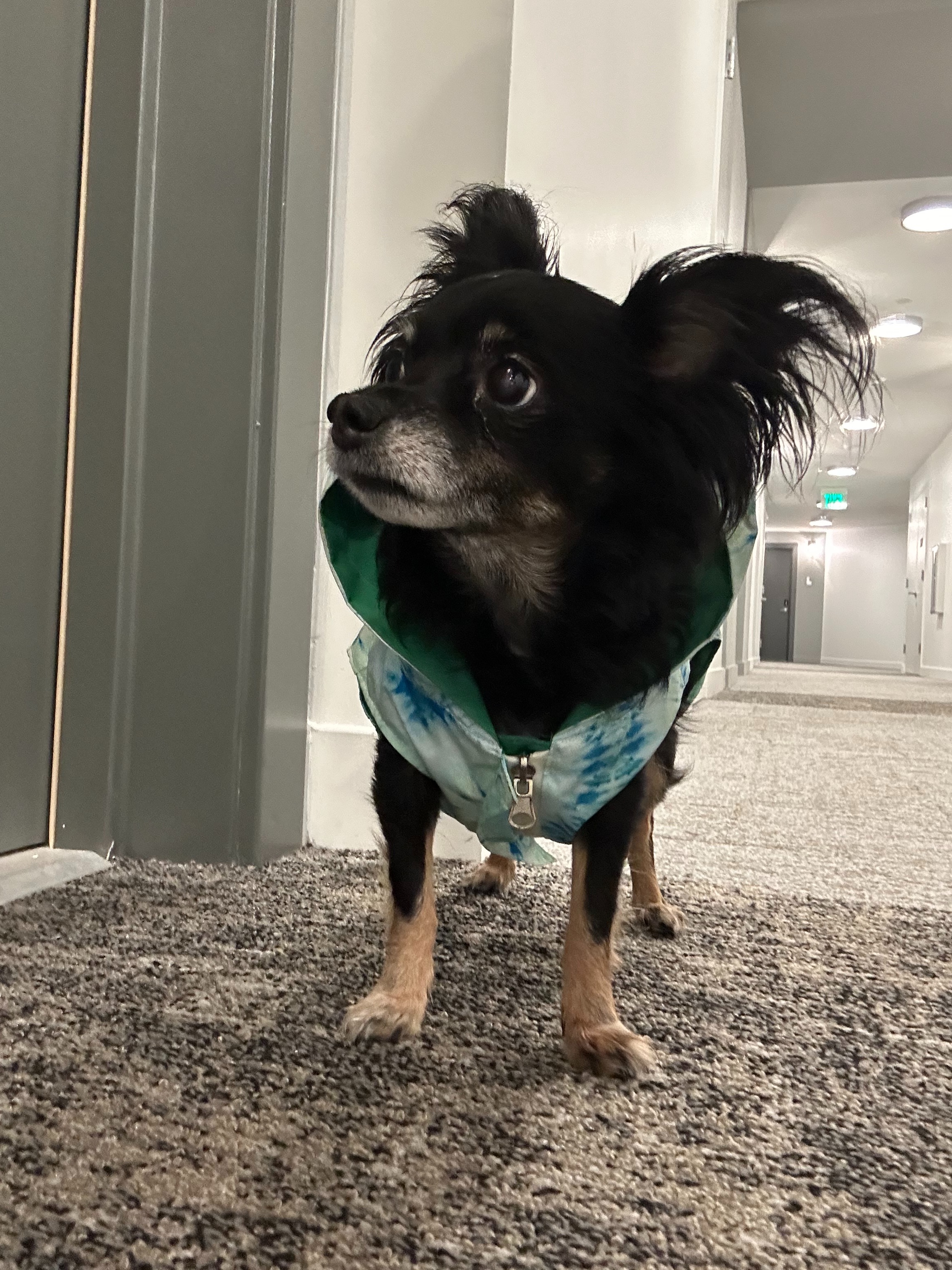 Help Roxy Get Life-Saving Surgery campaign photo, 2 of 7