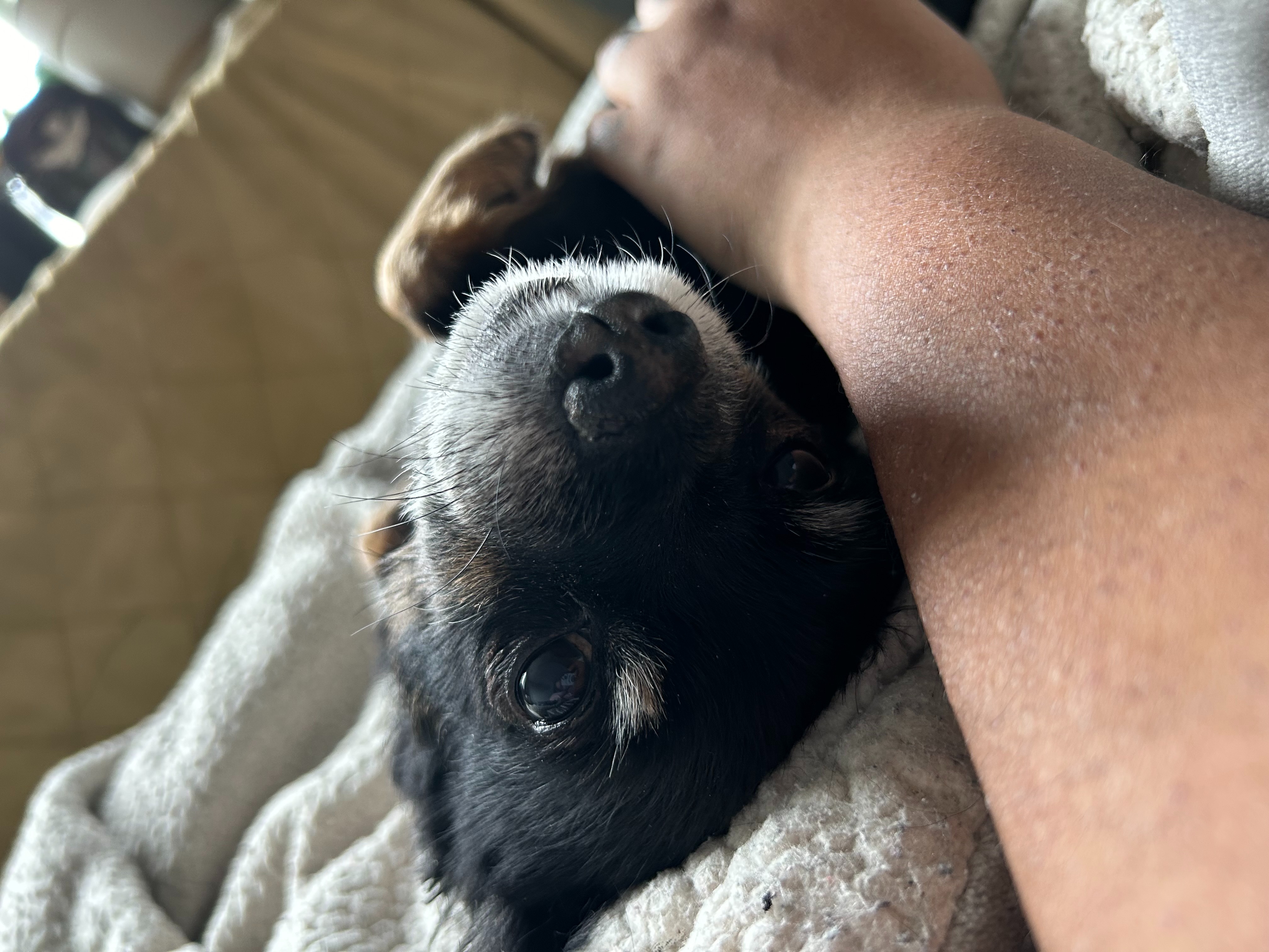 Help Roxy Get Life-Saving Surgery campaign photo, 4 of 7