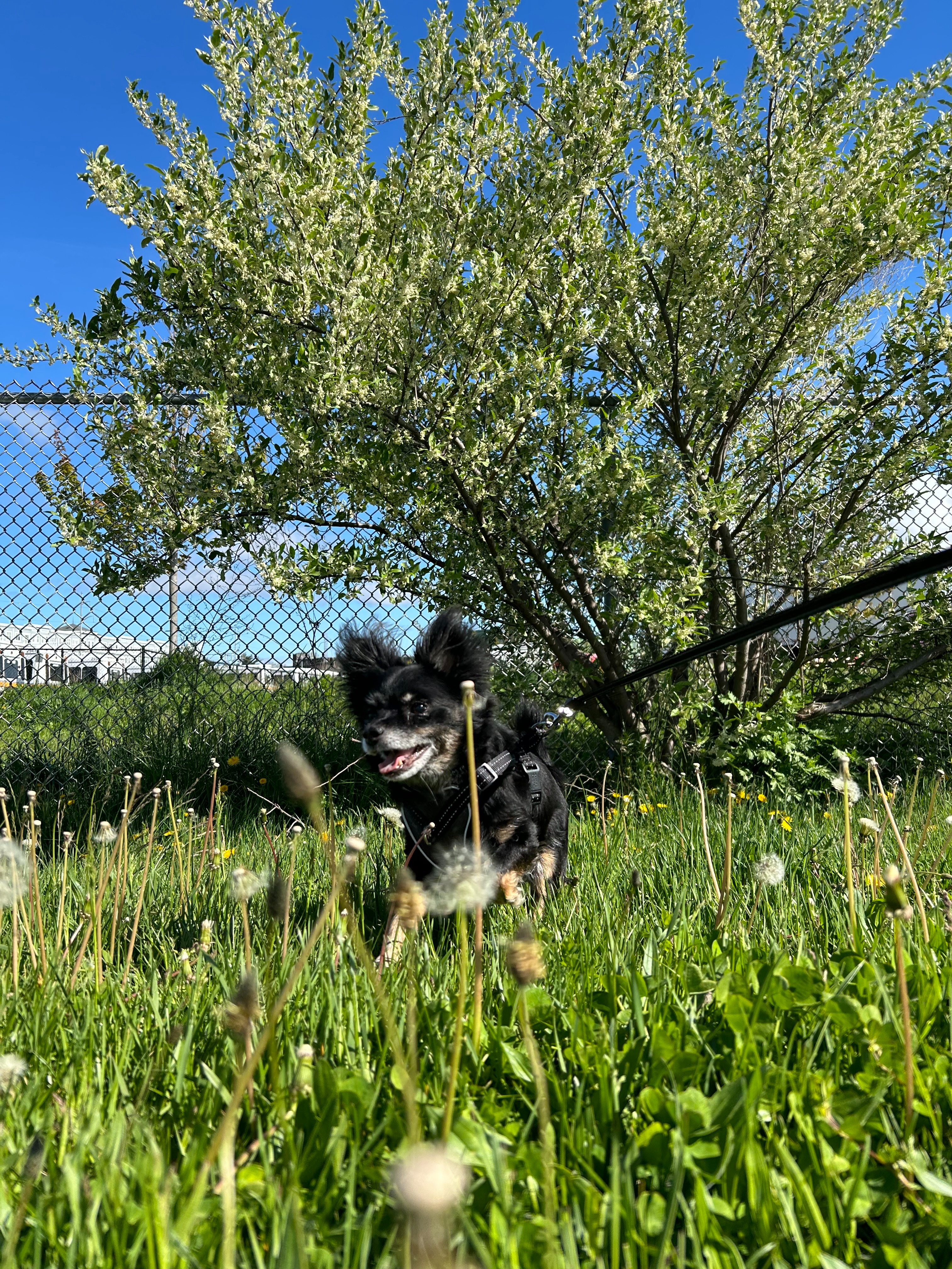 Help Roxy Get Life-Saving Surgery campaign photo, 5 of 7