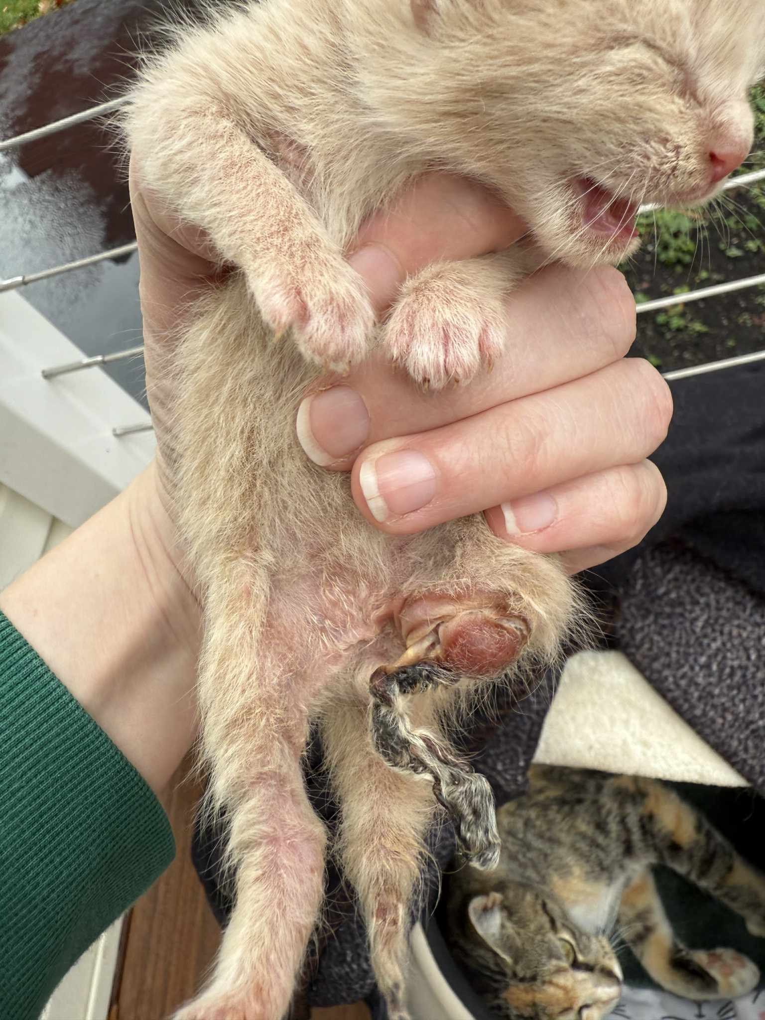 Support Hopper’s Amputation Surgery campaign photo, 5 of 6
