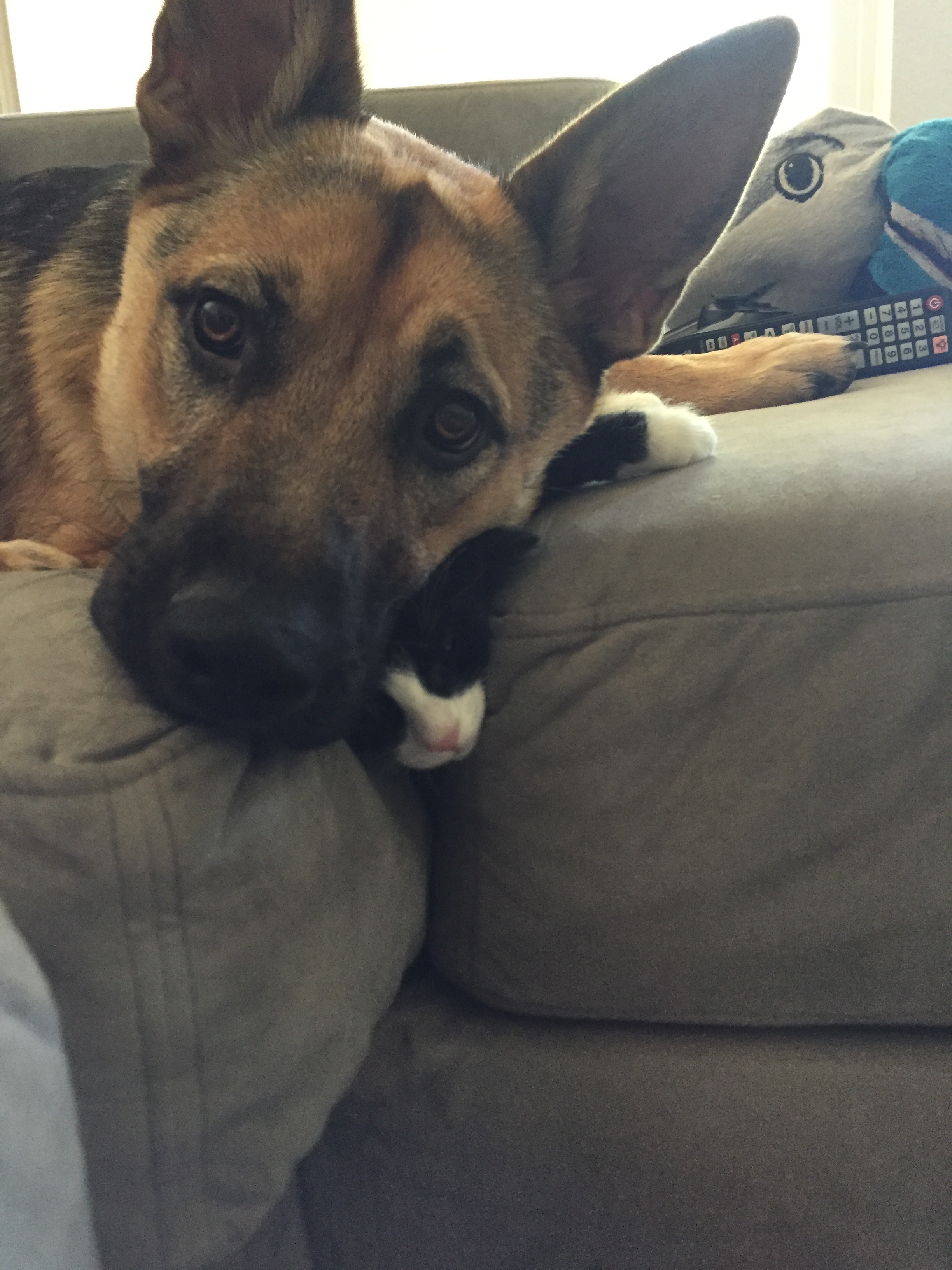Help Toki Recover from Emergency Kidney Crisis campaign photo, 7 of 8