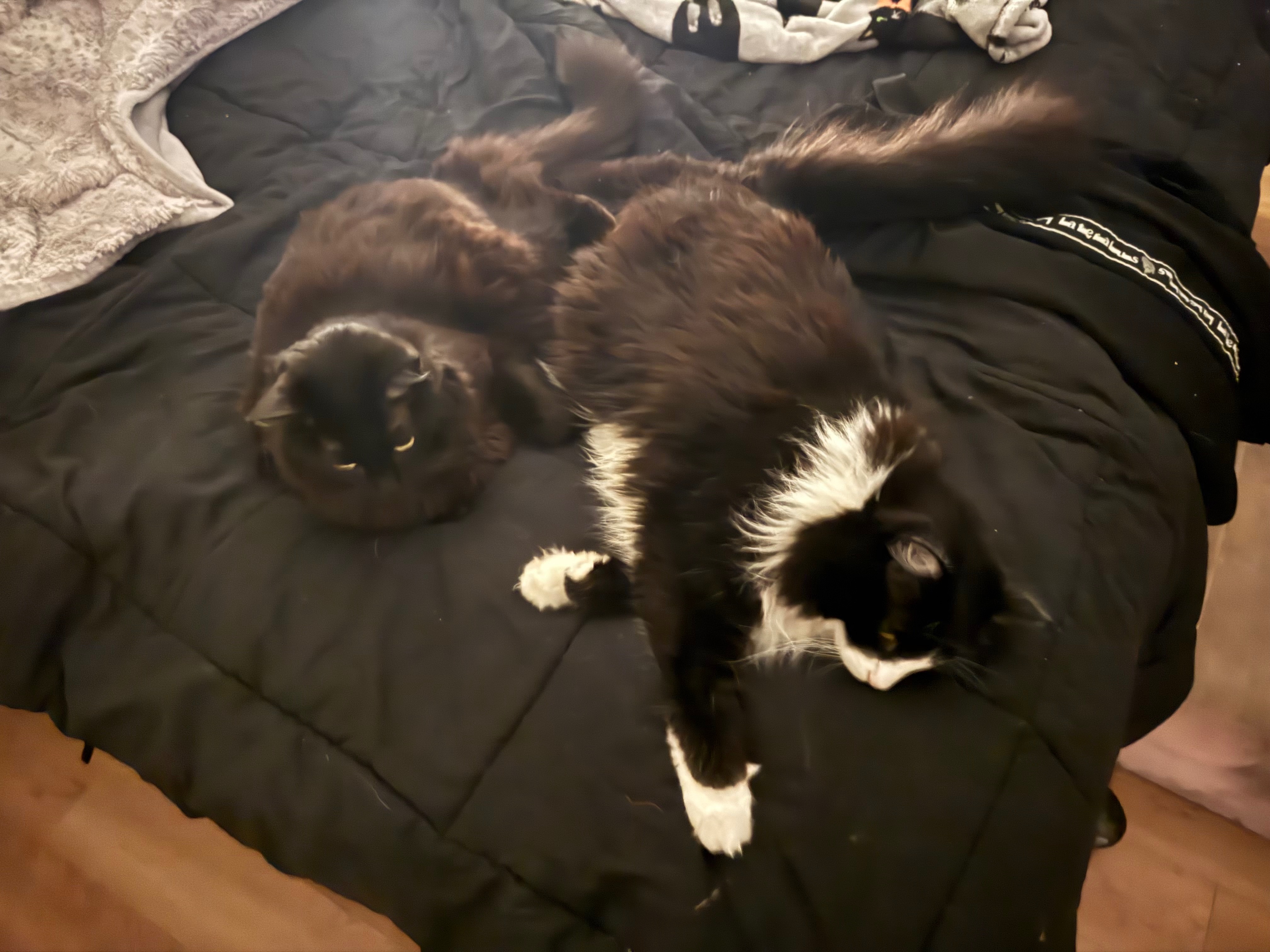 Help Toki Recover from Emergency Kidney Crisis campaign photo, 2 of 8