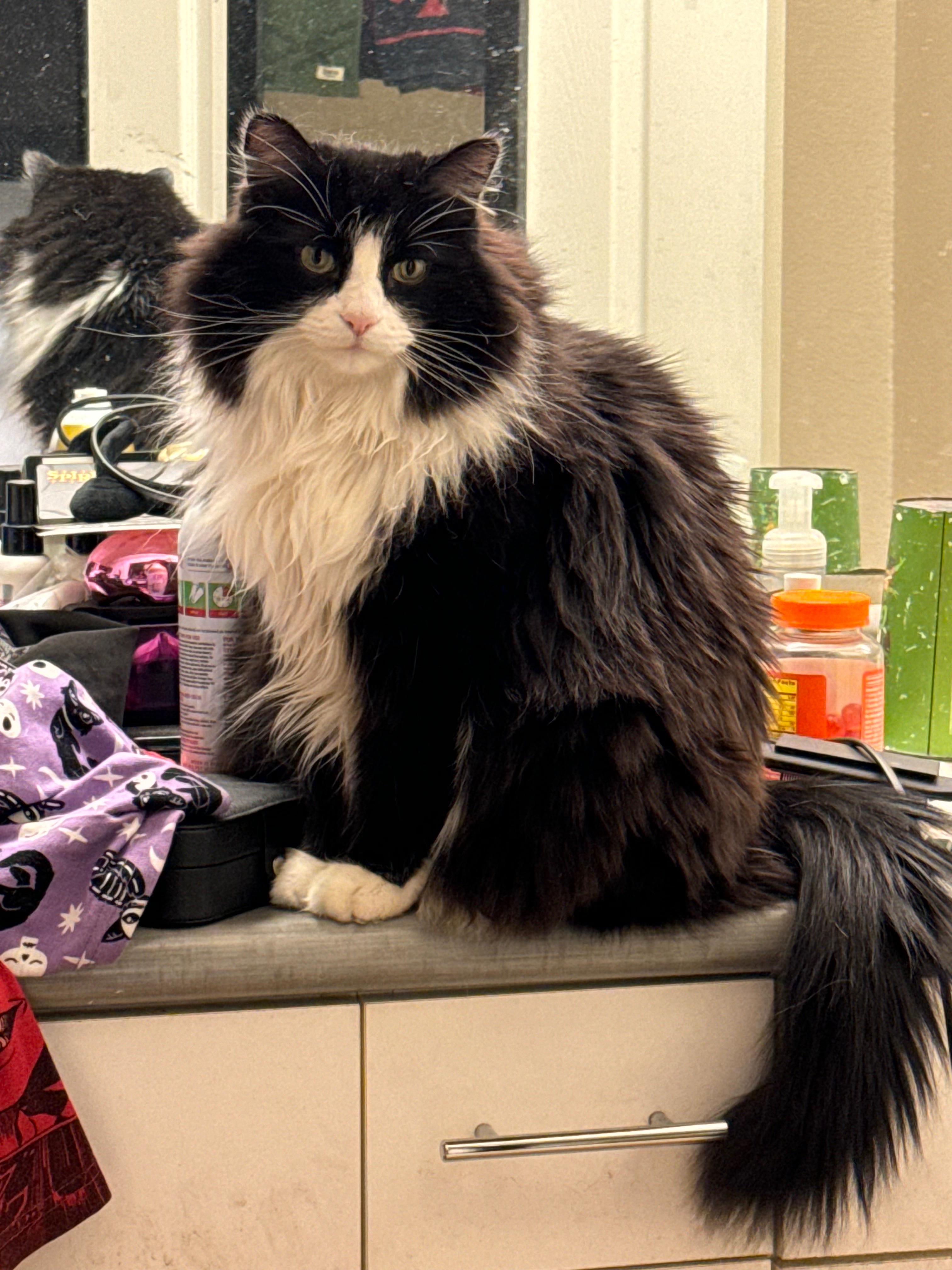Help Toki Recover from Emergency Kidney Crisis campaign photo, 4 of 8