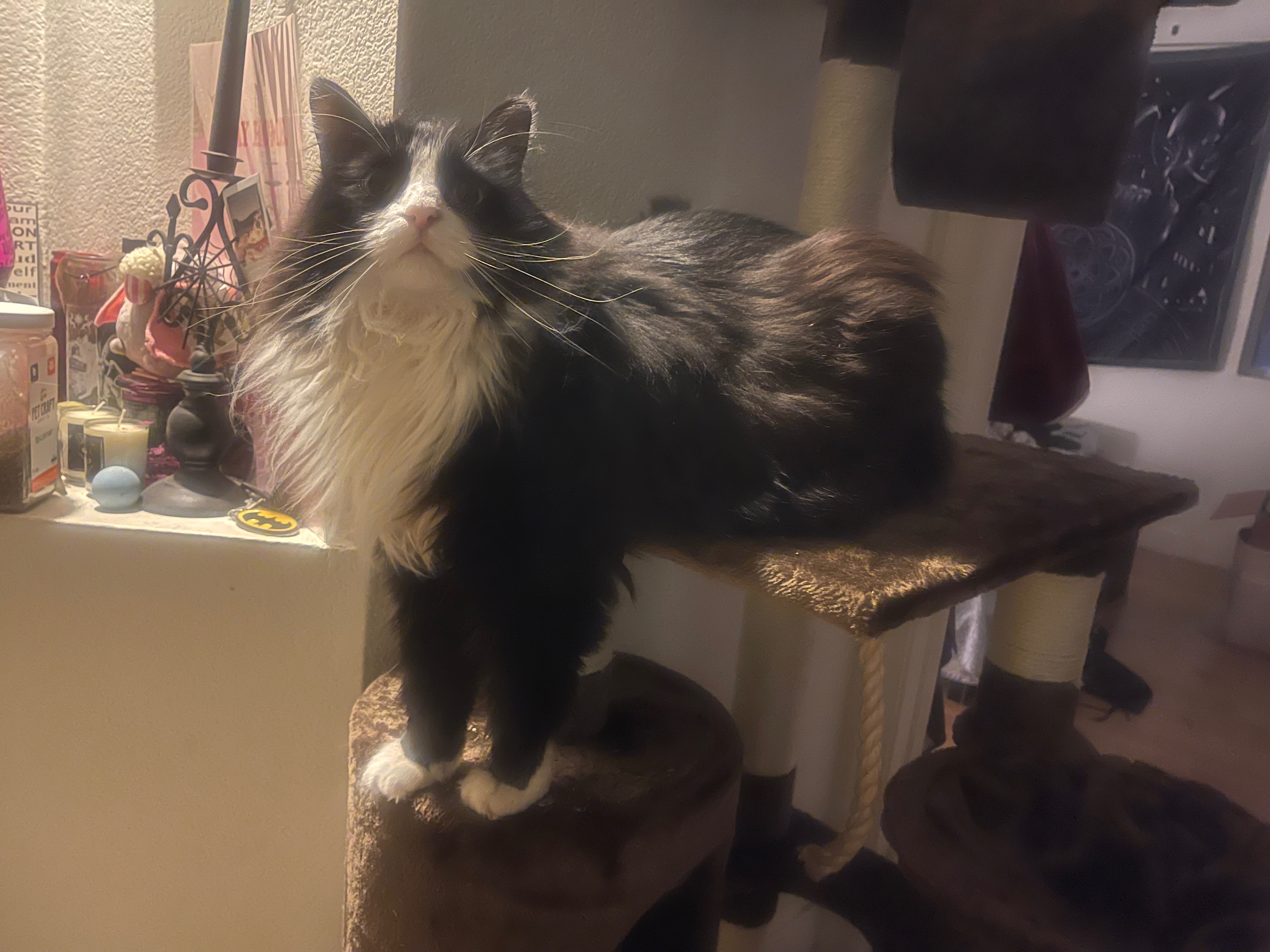 Help Toki Recover from Emergency Kidney Crisis campaign photo, 5 of 8