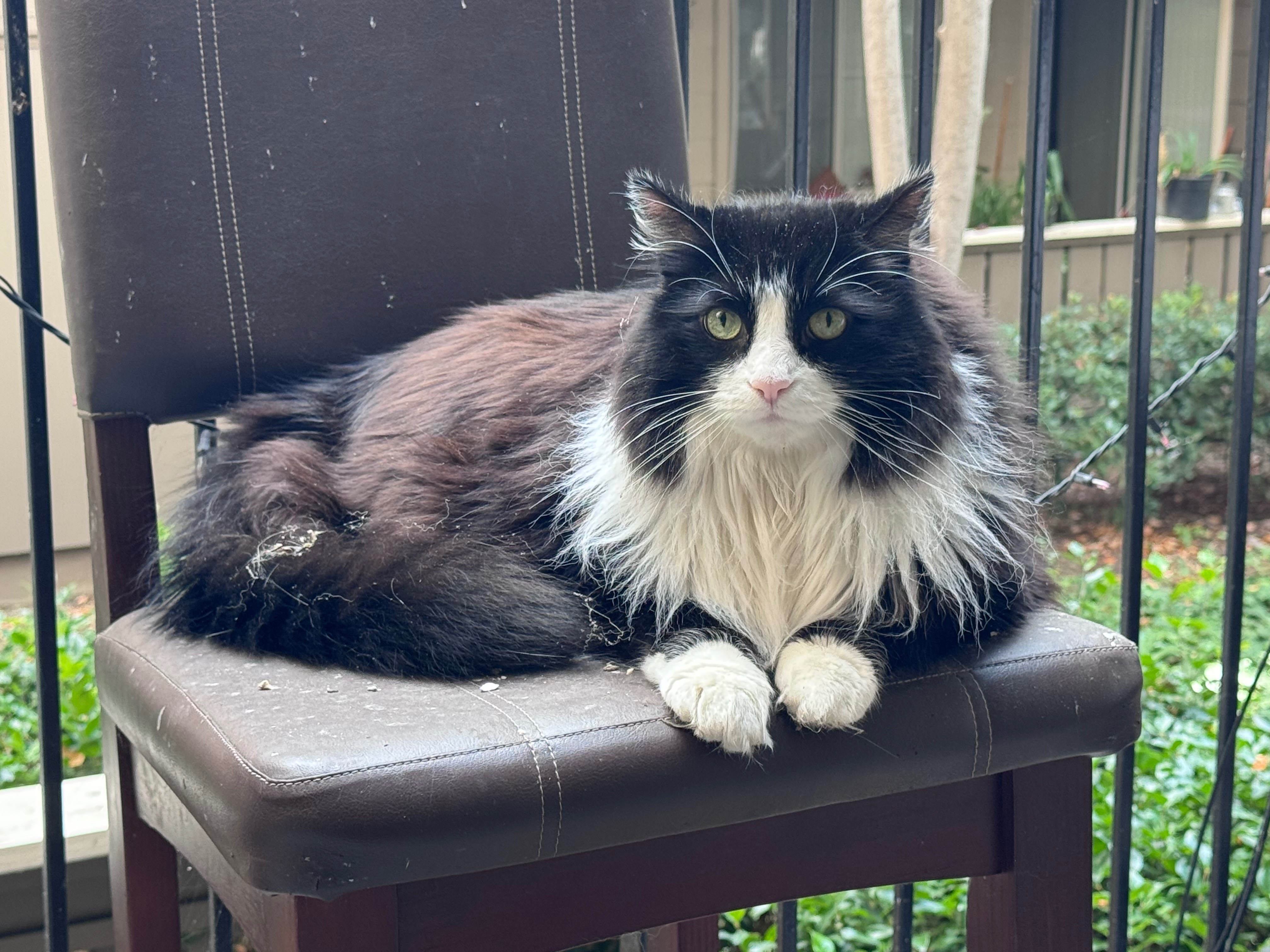 Help Toki Recover from Emergency Kidney Crisis campaign photo, 6 of 8