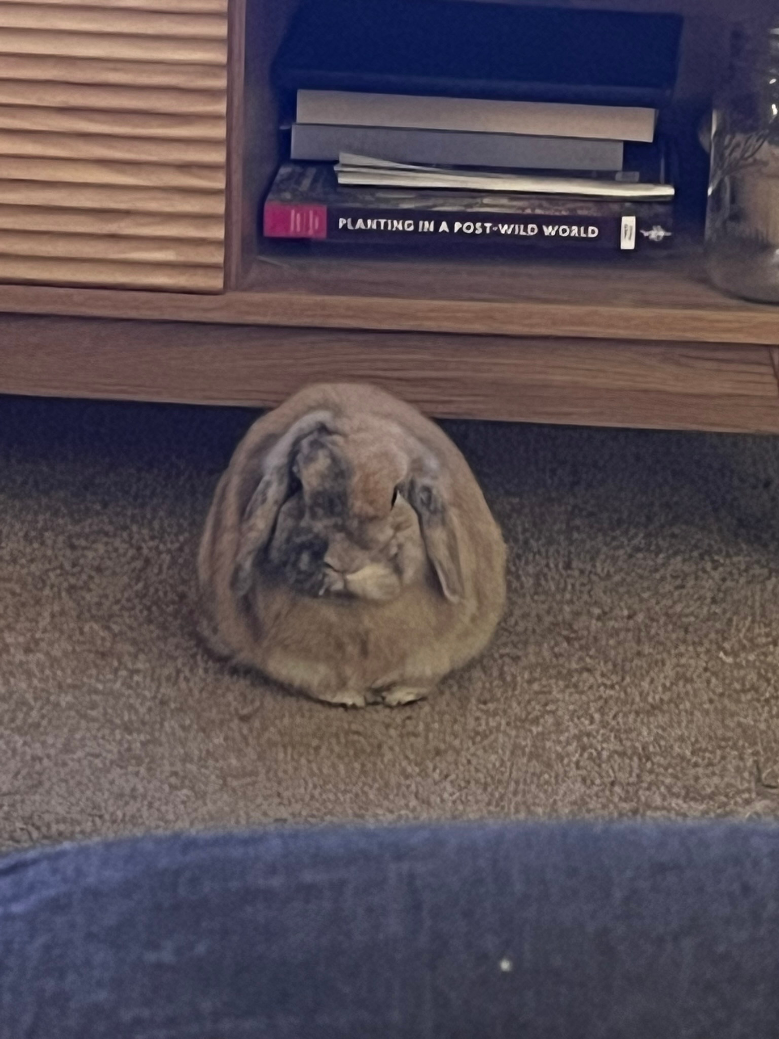 Help Pepper Bunny Recover and Thrive campaign photo, 7 of 8