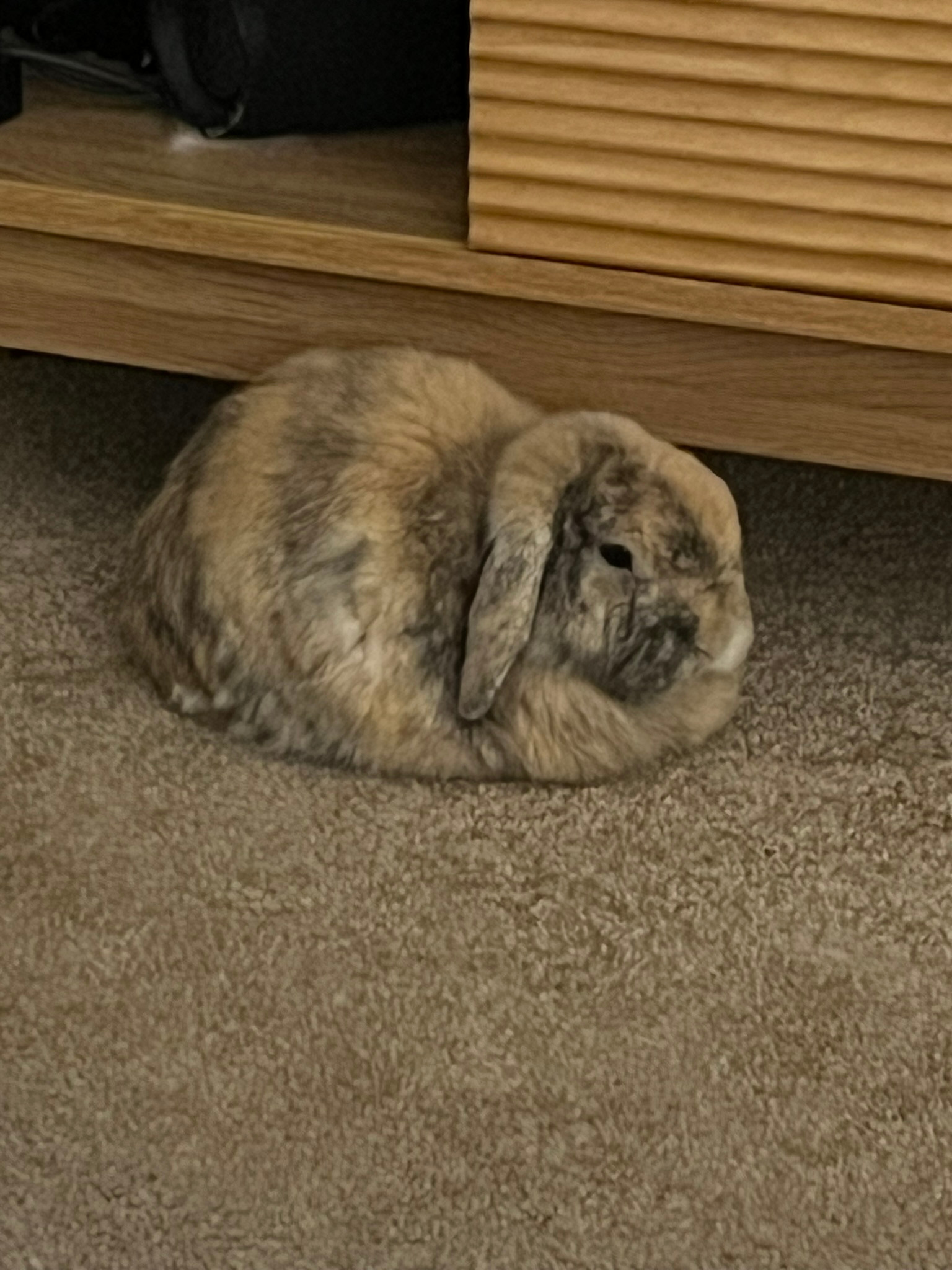 Help Pepper Bunny Recover and Thrive campaign photo, 2 of 8