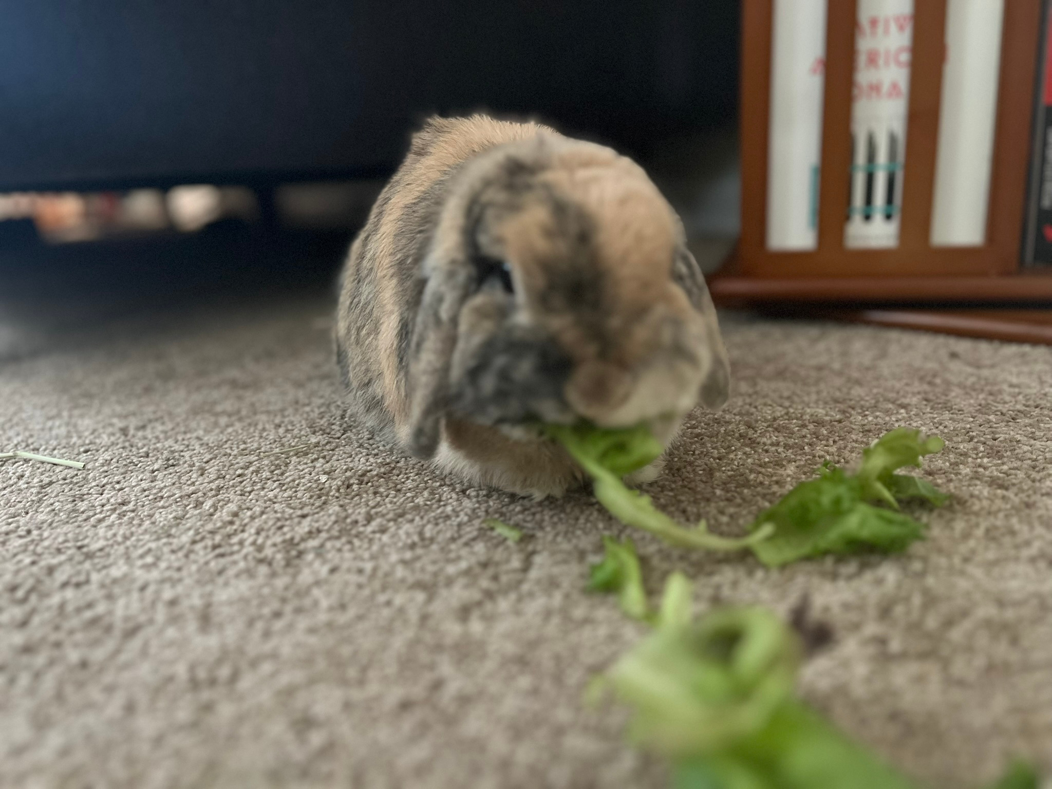 Help Pepper Bunny Recover and Thrive campaign photo, 4 of 8