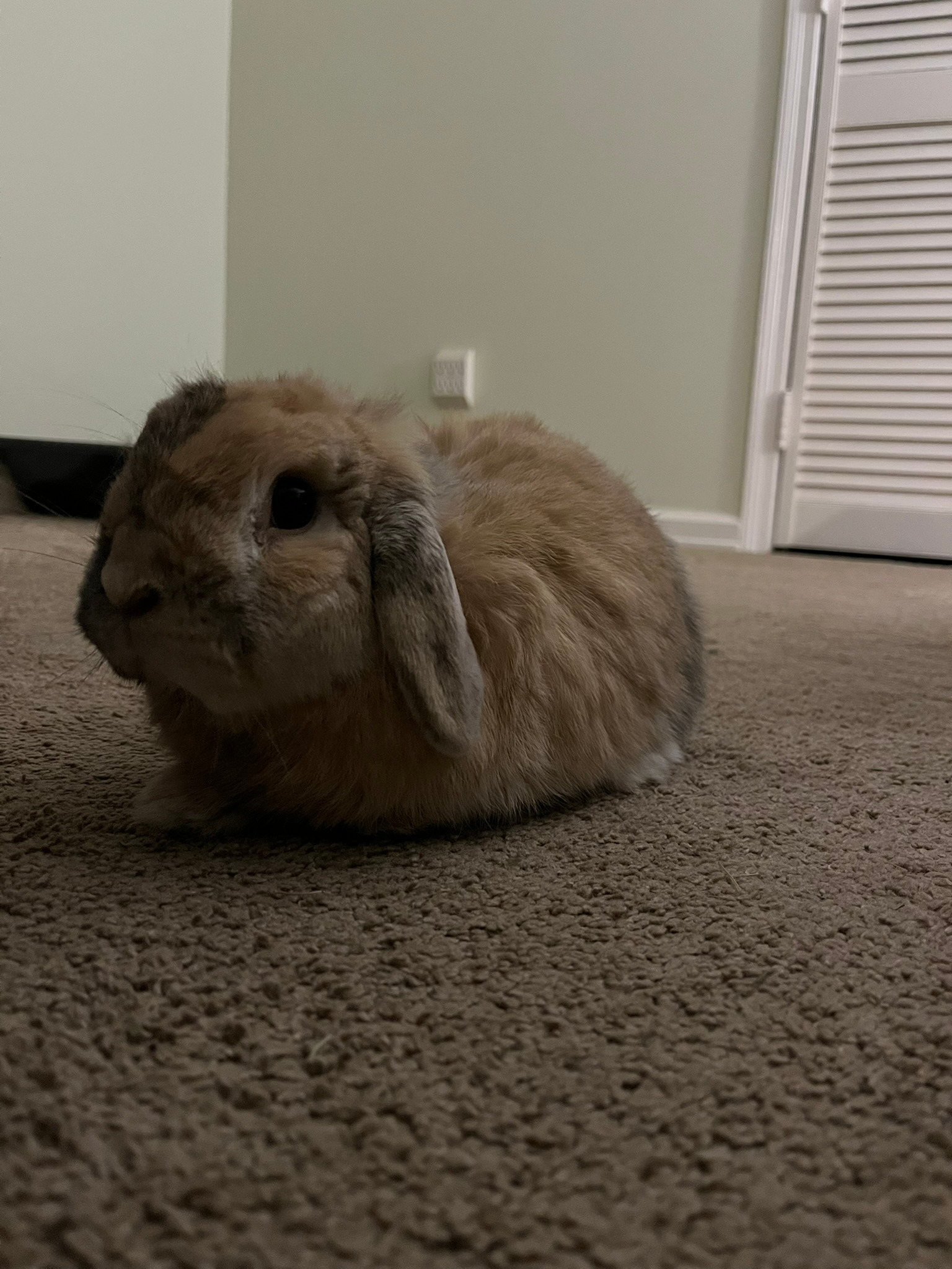 Help Pepper Bunny Recover and Thrive campaign photo, 5 of 8
