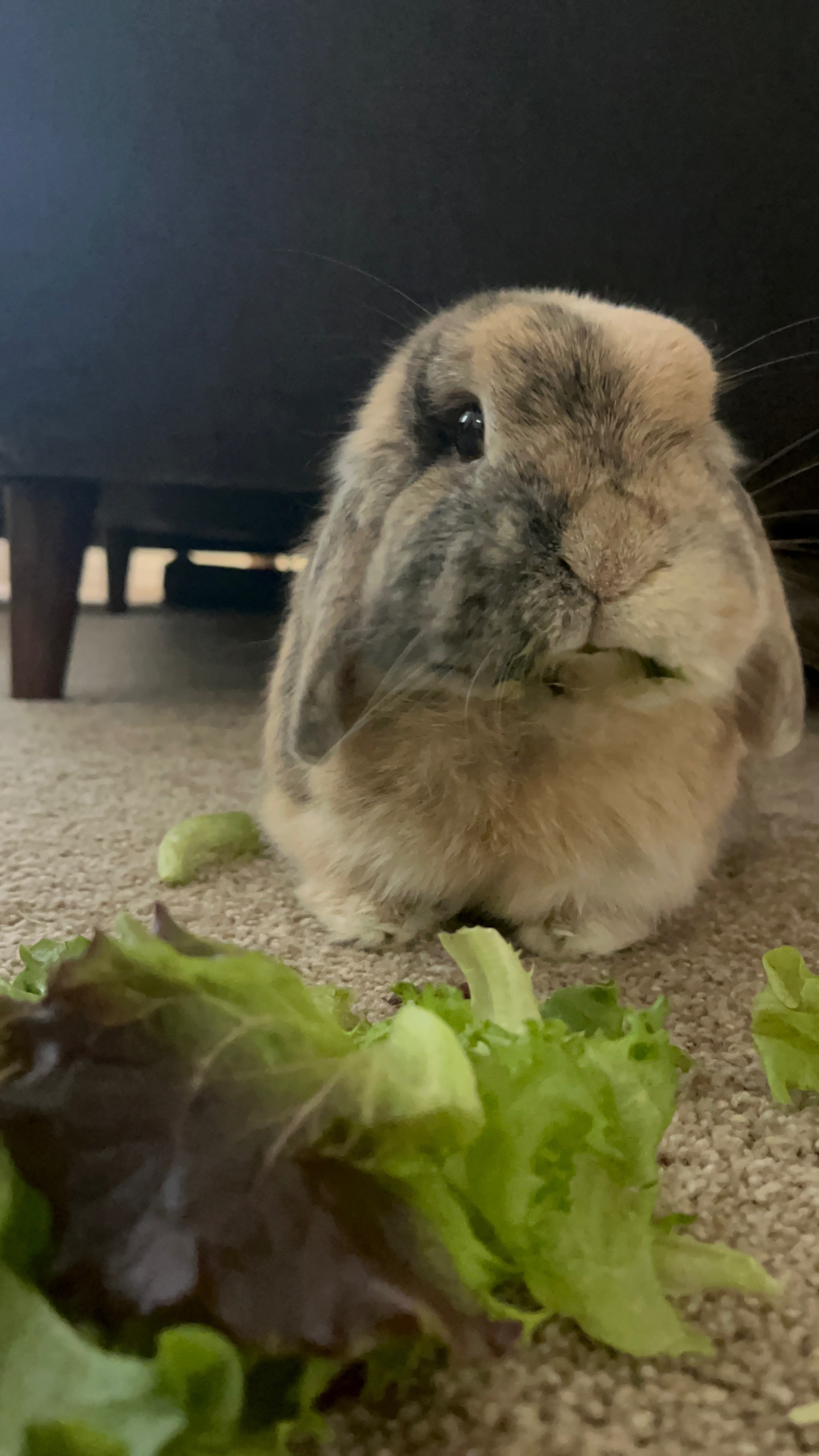 Help Pepper Bunny Recover and Thrive campaign photo, 6 of 8