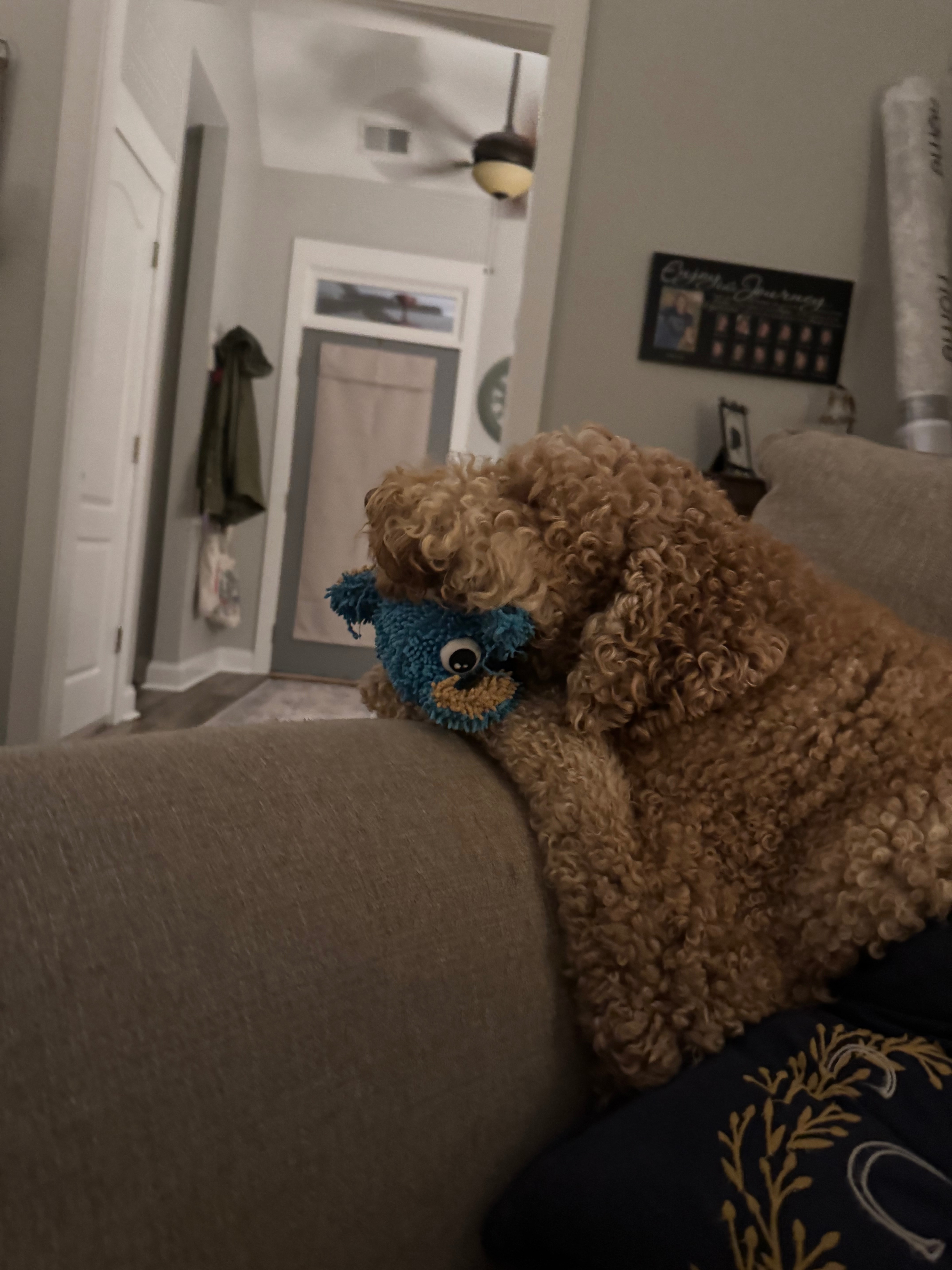 Support Bennie’s Fight Against IMHA campaign photo, 2 of 7