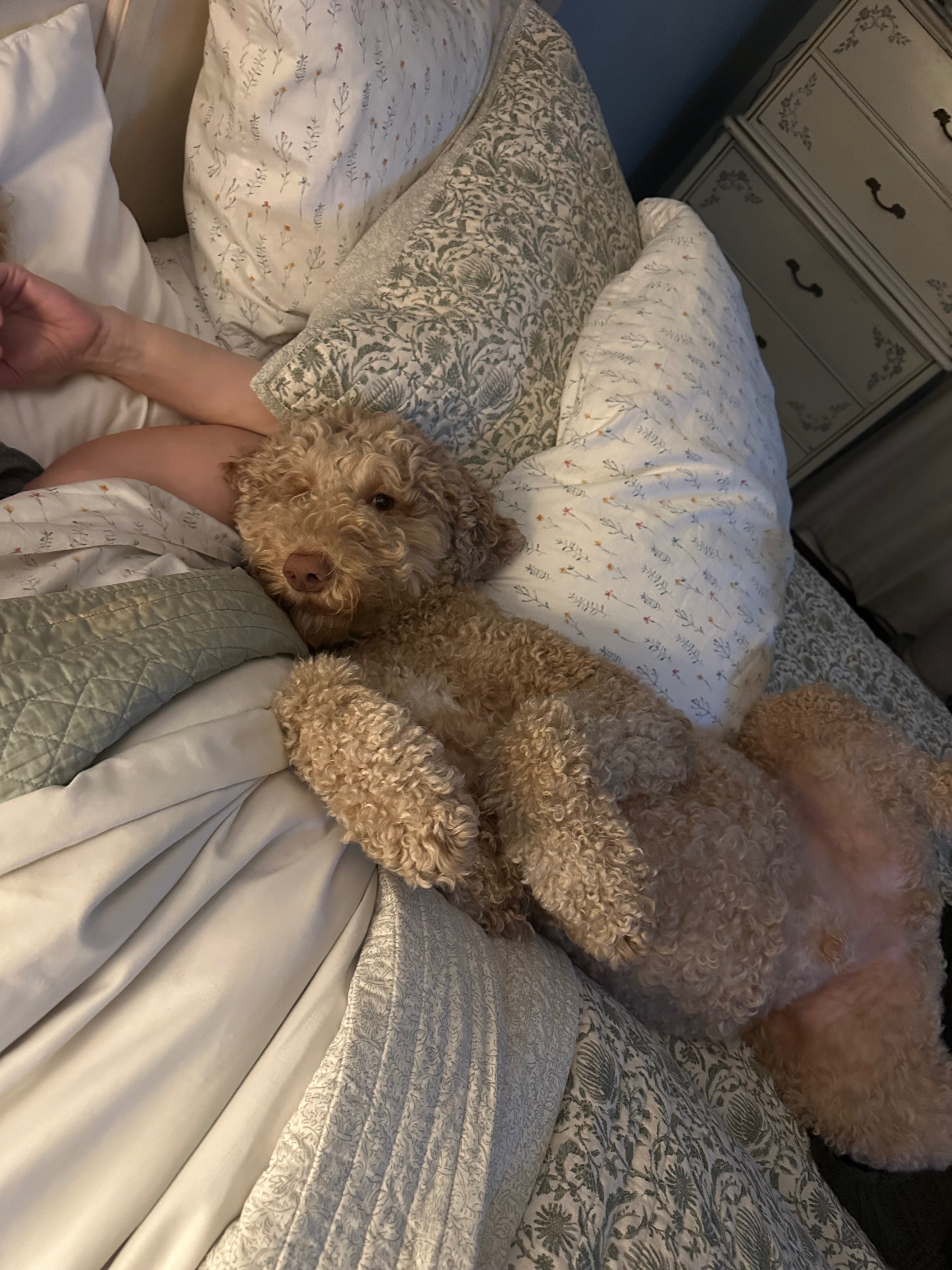 Support Bennie’s Fight Against IMHA campaign photo, 5 of 7