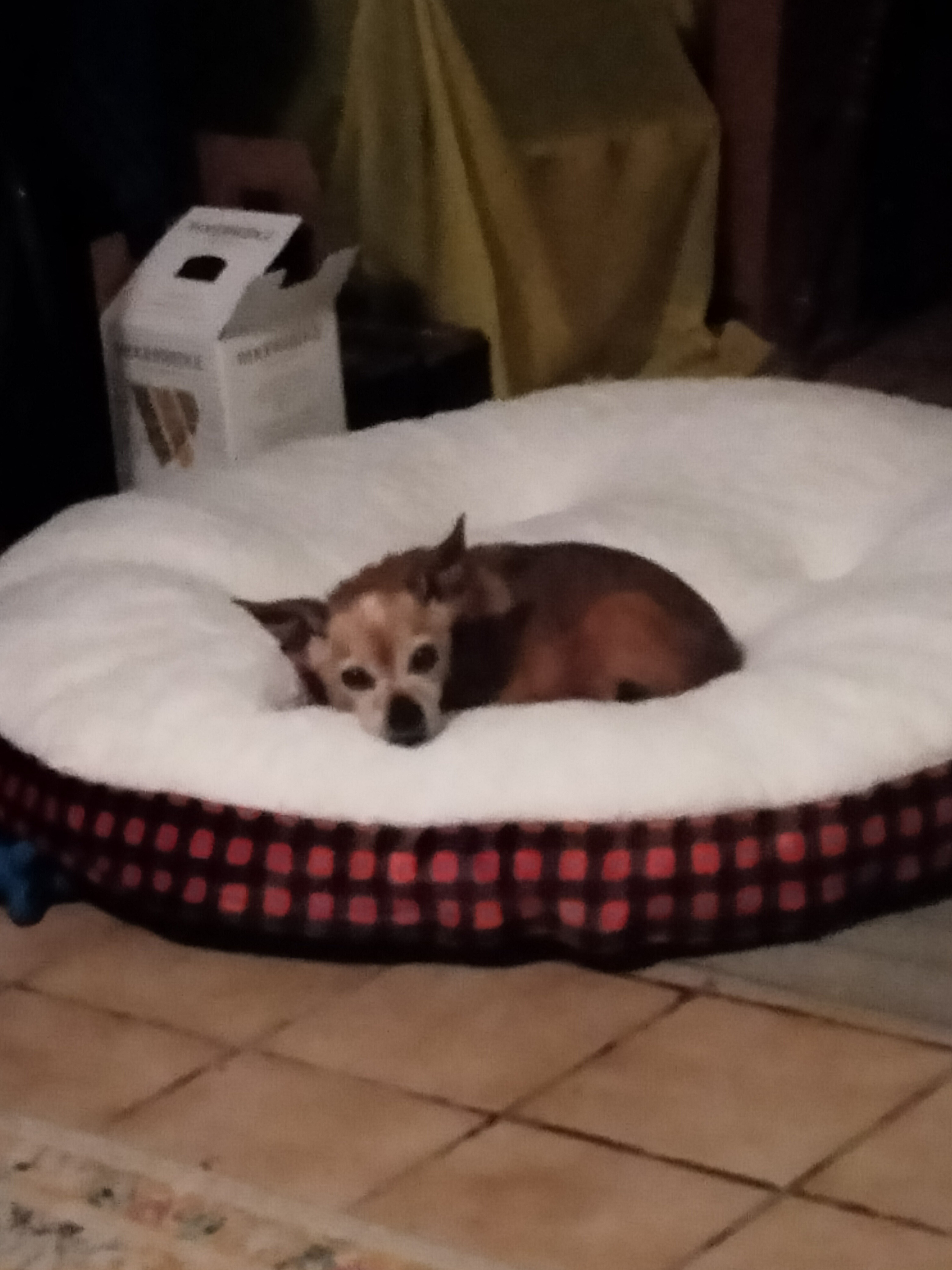 Saving Blanket: Urgent Vet Care Needed campaign photo, 5 of 6