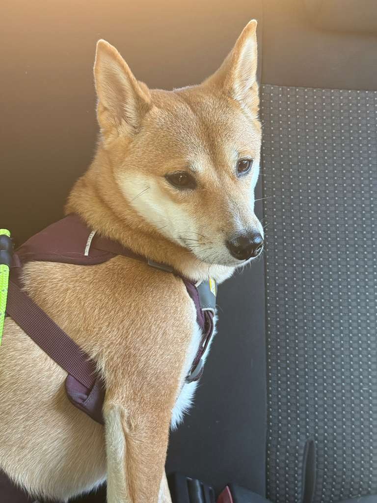 Urgent: Help Us Recover Our Dog from Curaçao campaign photo, 4 of 8