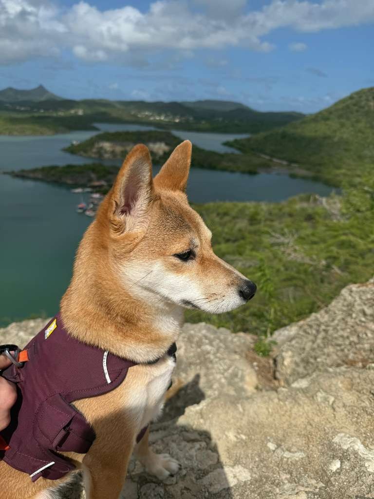 Urgent: Help Us Recover Our Dog from Curaçao campaign photo, 2 of 8