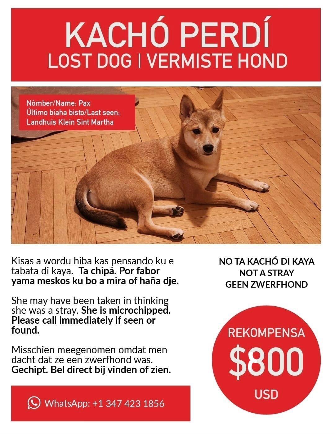 Urgent: Help Us Recover Our Dog from Curaçao campaign photo, 6 of 8