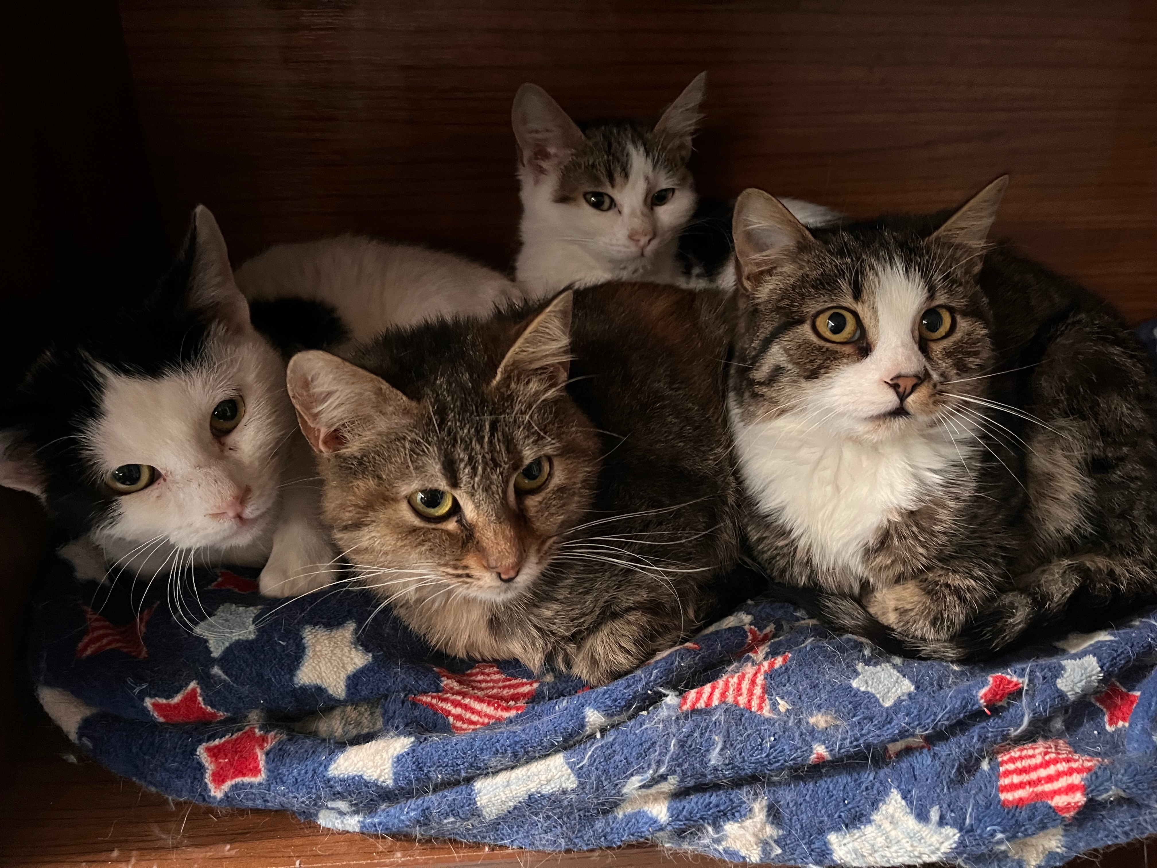 A washing machine for Paws of Hope Rescue Turkey campaign photo, 6 of 7